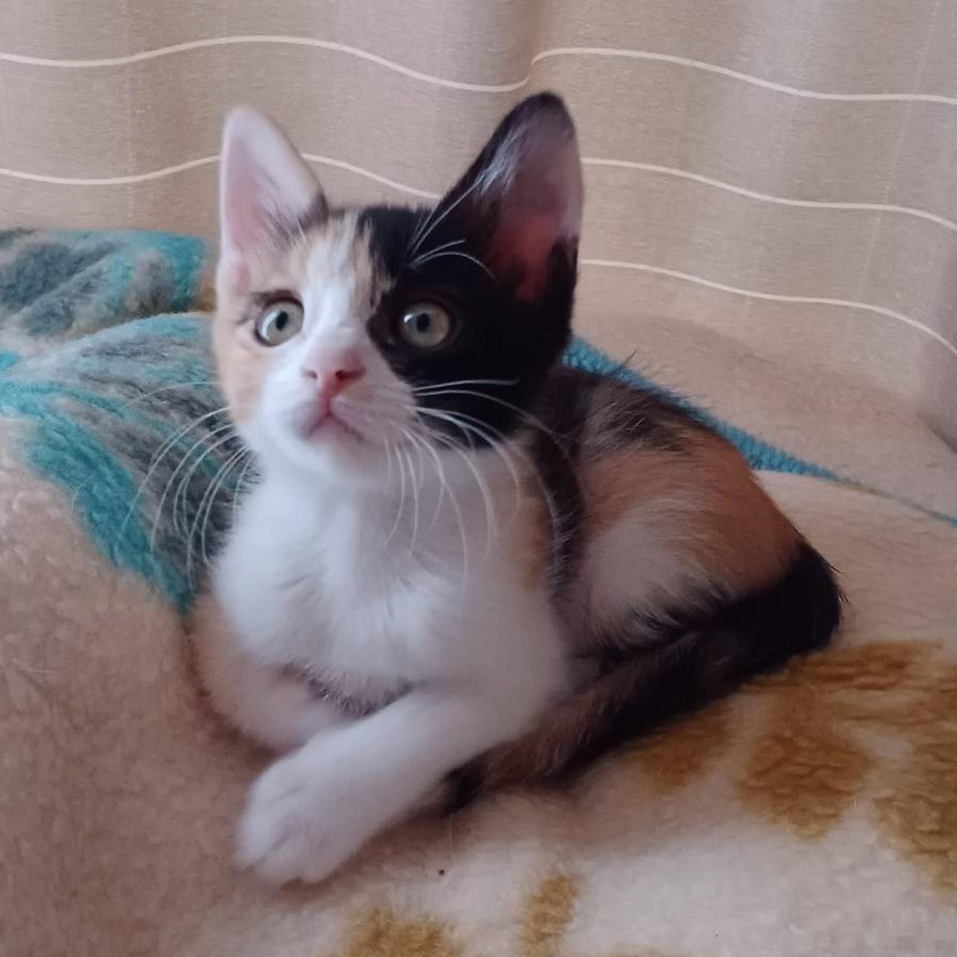 pet-image-2