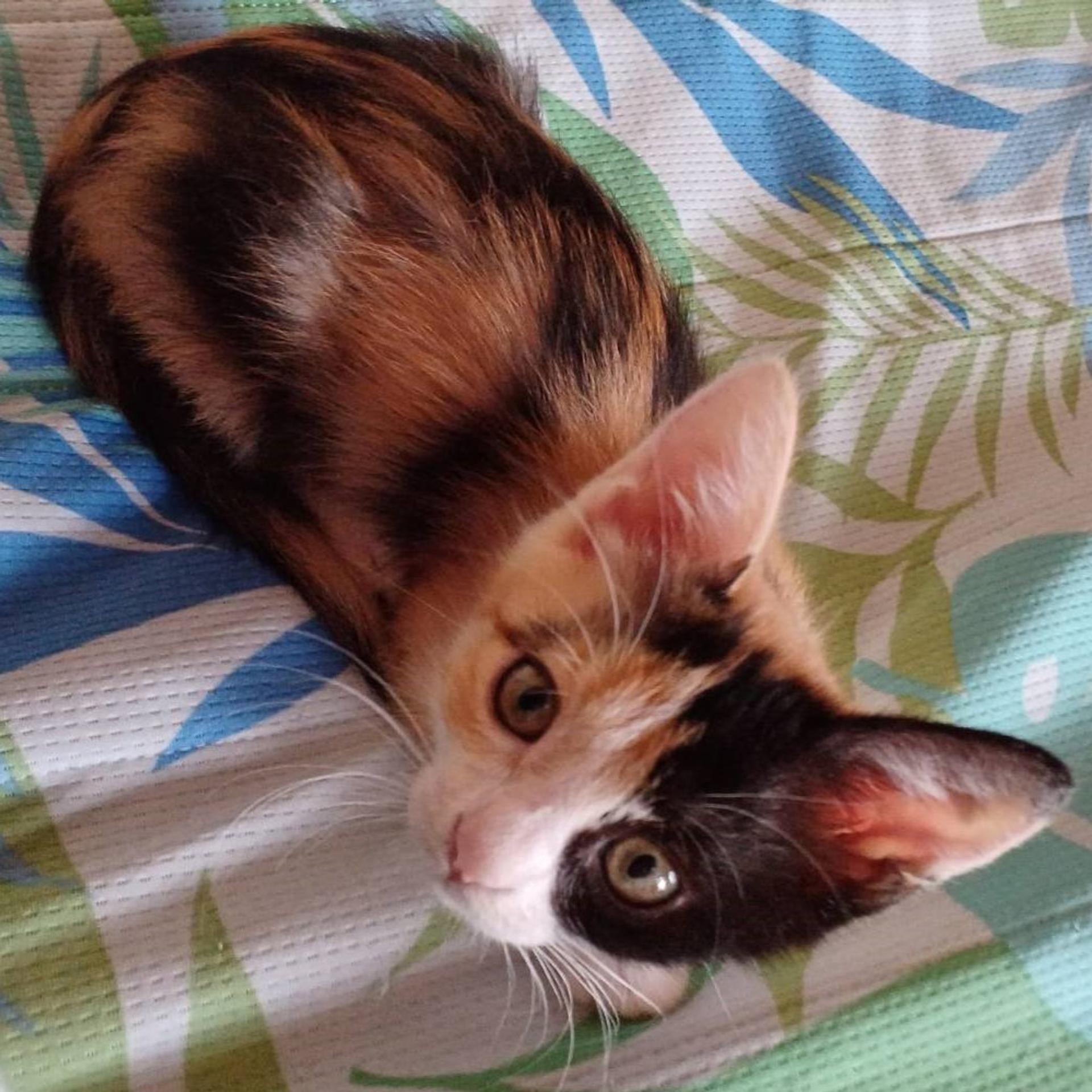 pet-image-3