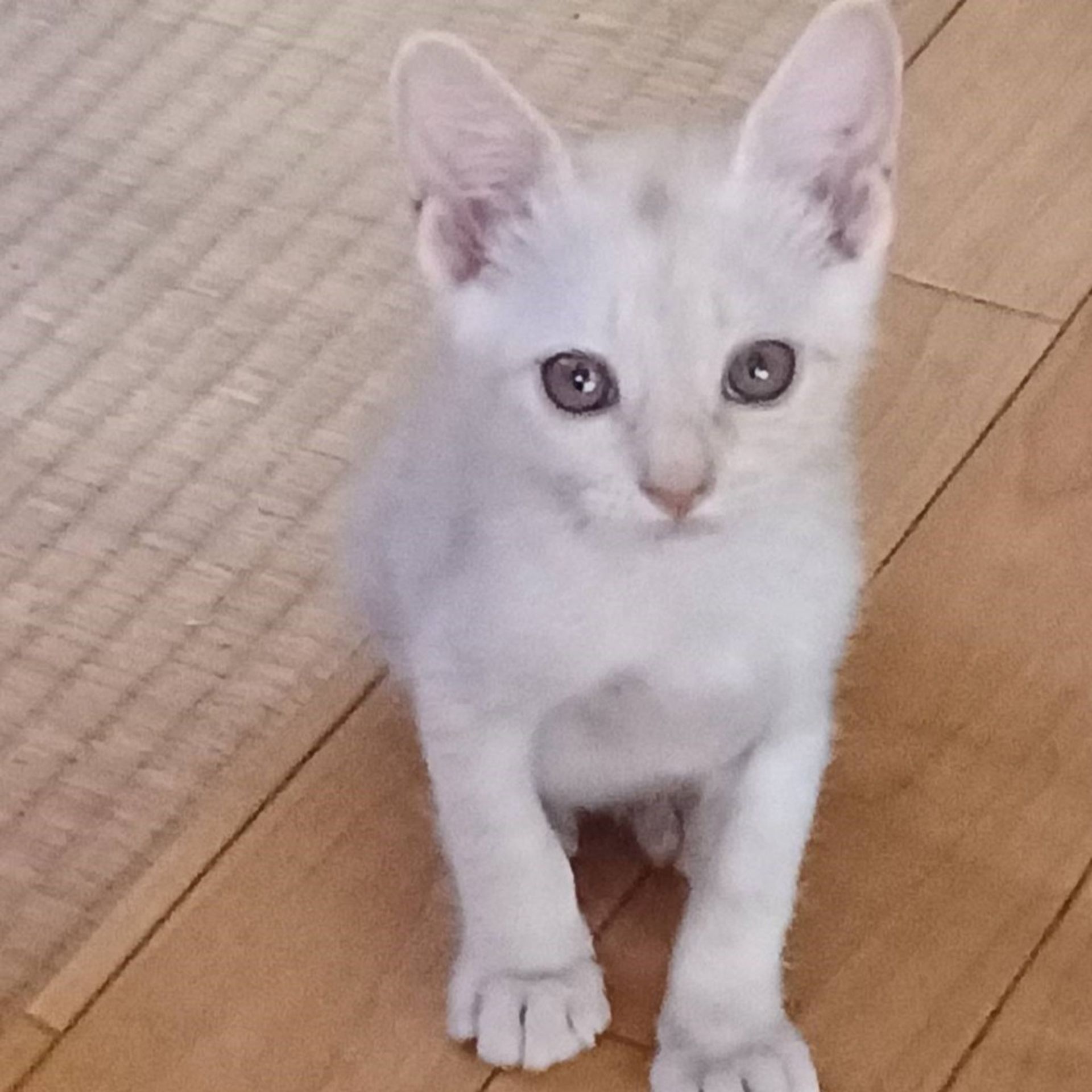 雑種（ミックス猫）・オスの里親募集の写真