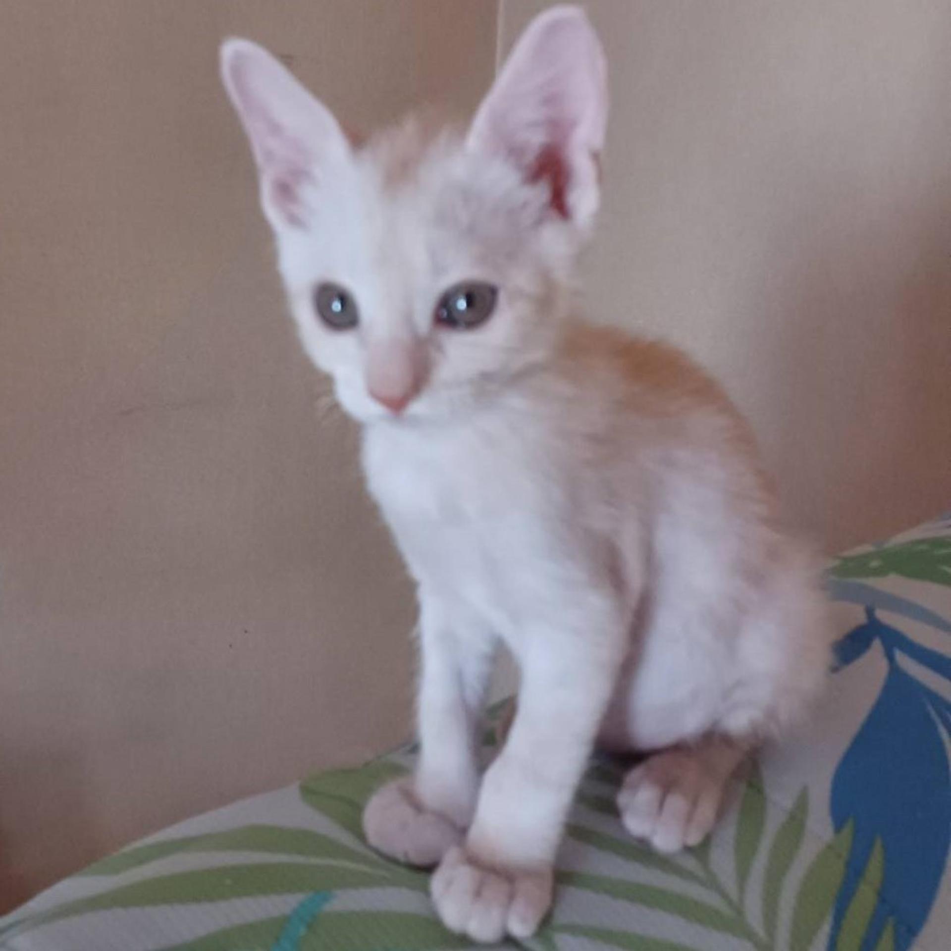 pet-image-4