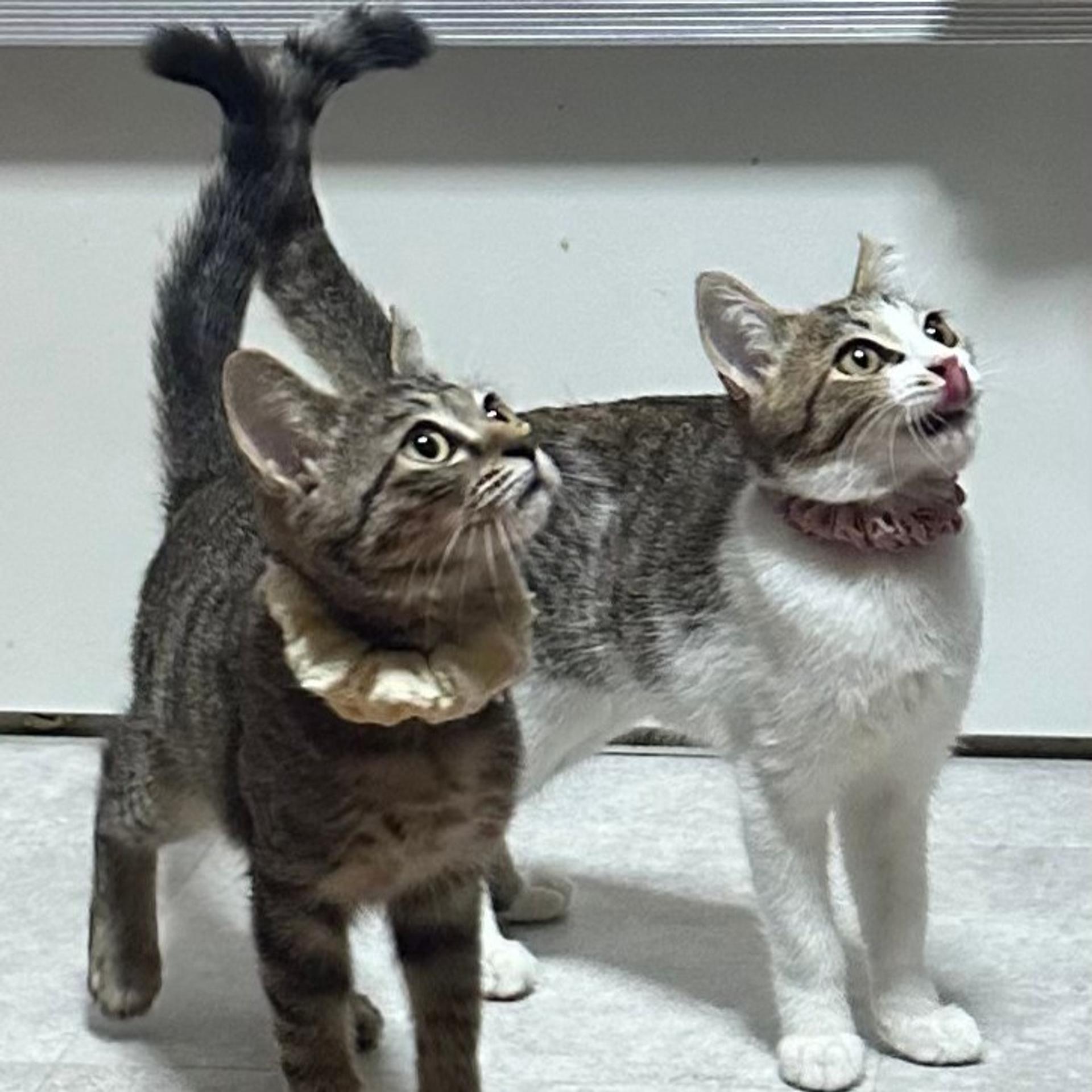 pet-image-5