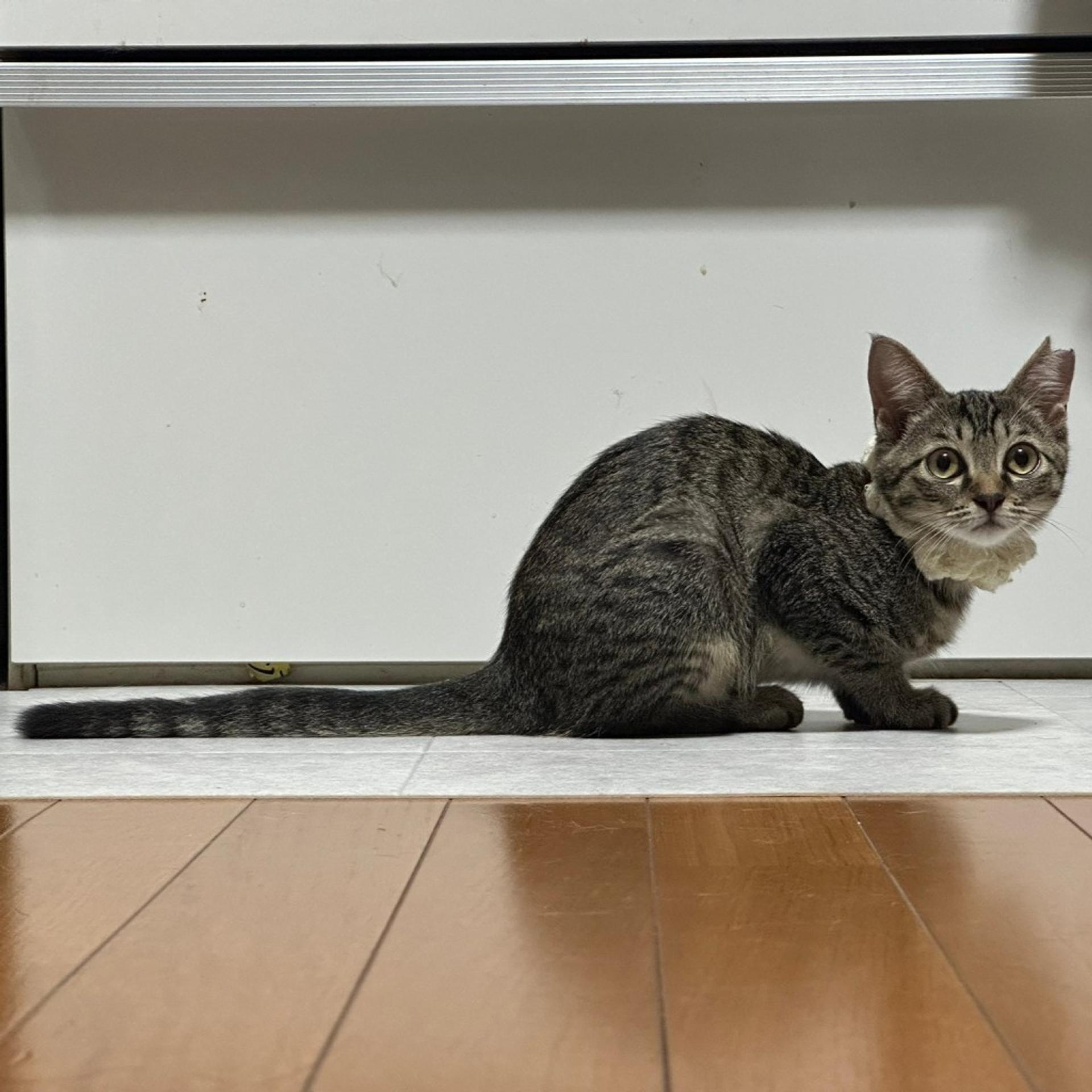 pet-image-2