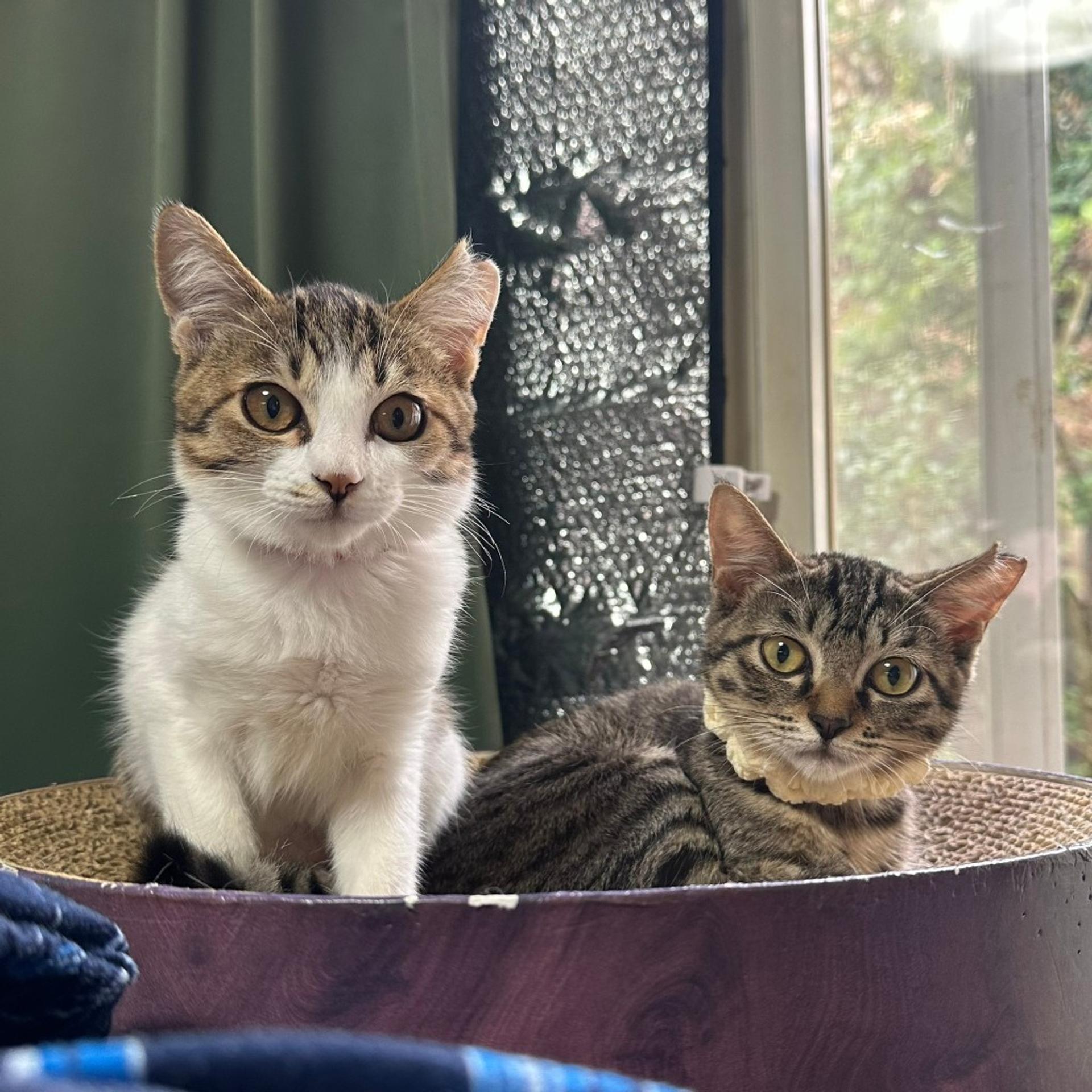 pet-image-4