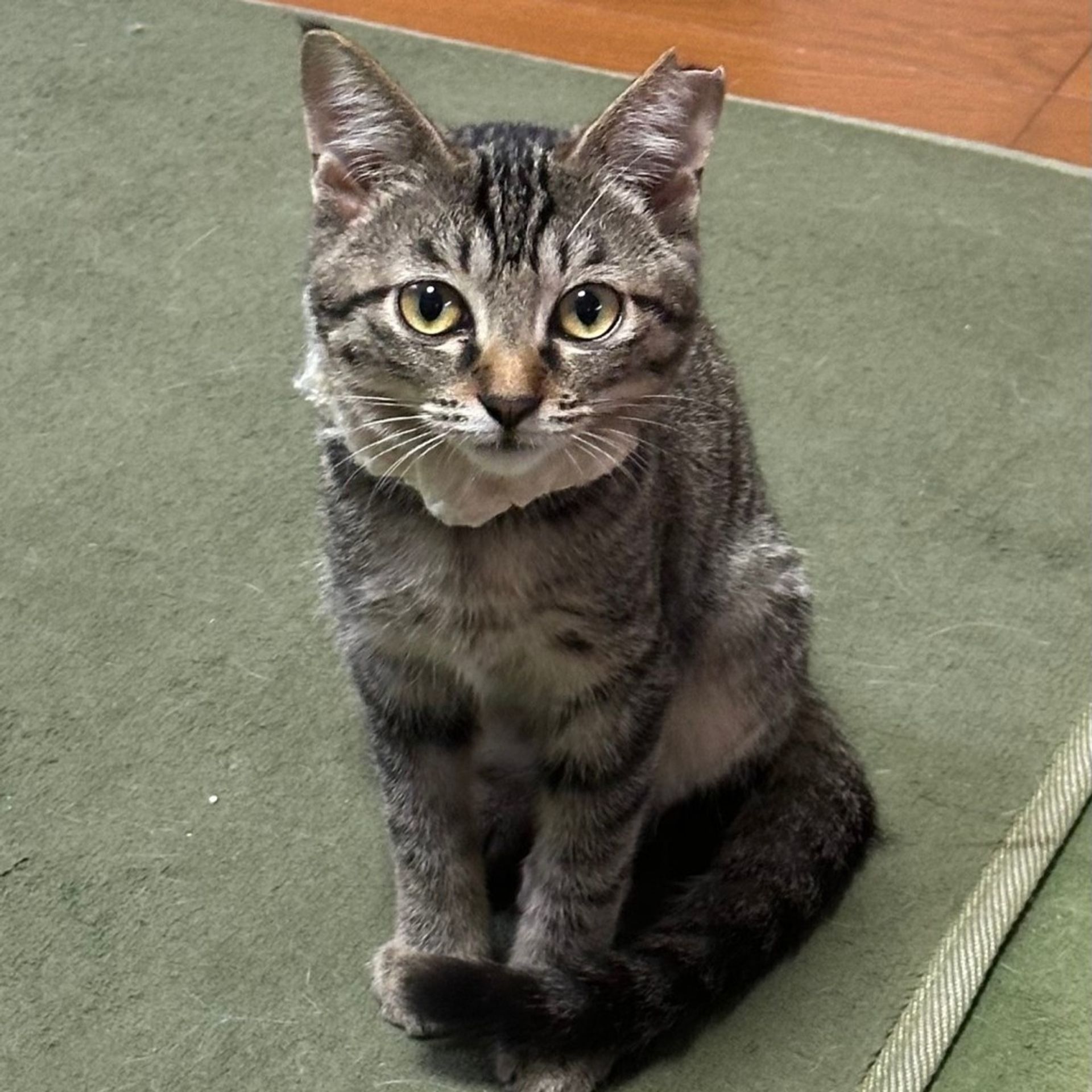 雑種（ミックス猫）・メスの里親募集の写真