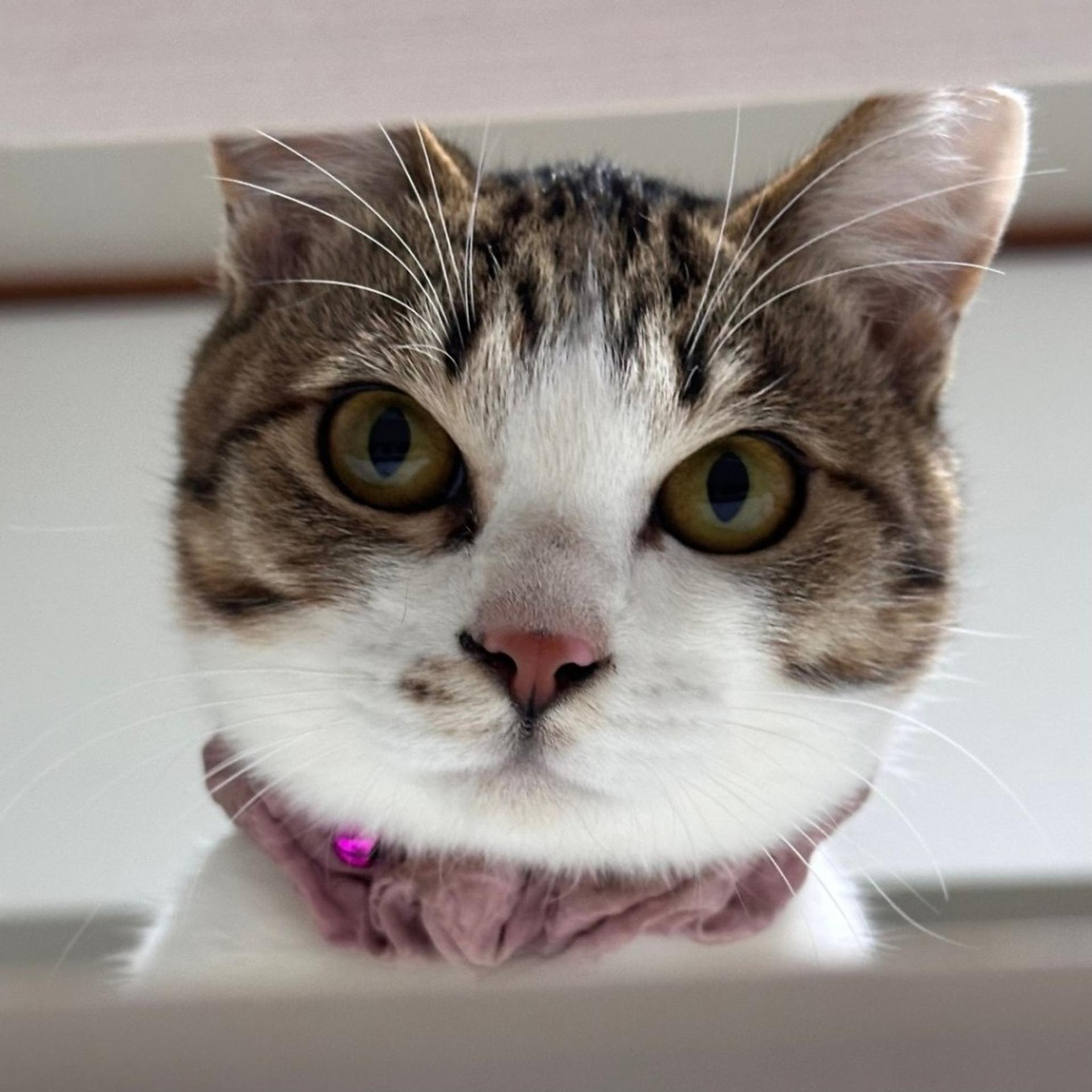 pet-image-8