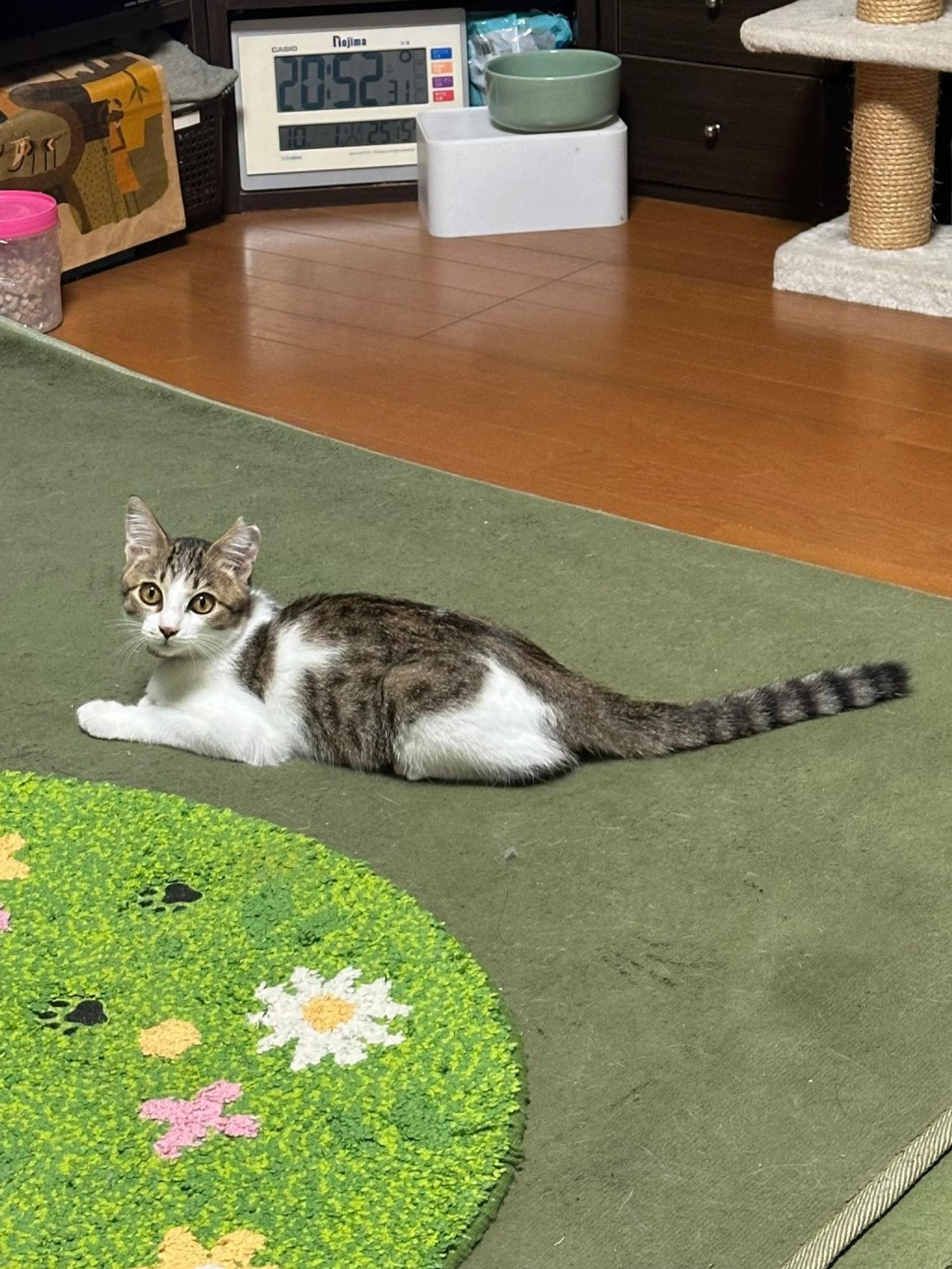 pet-image-7