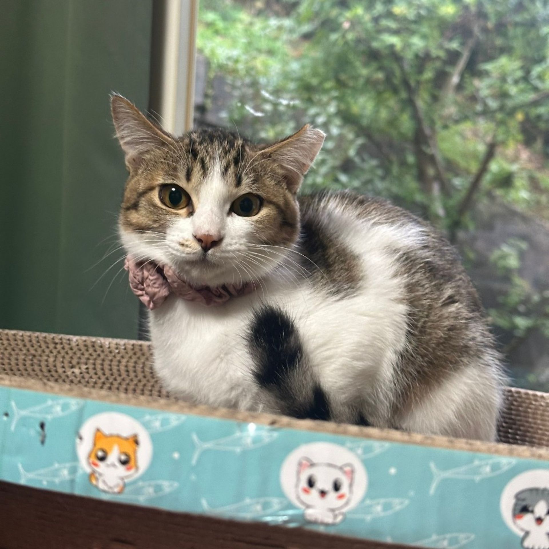 雑種（ミックス猫）・メスの里親募集の写真
