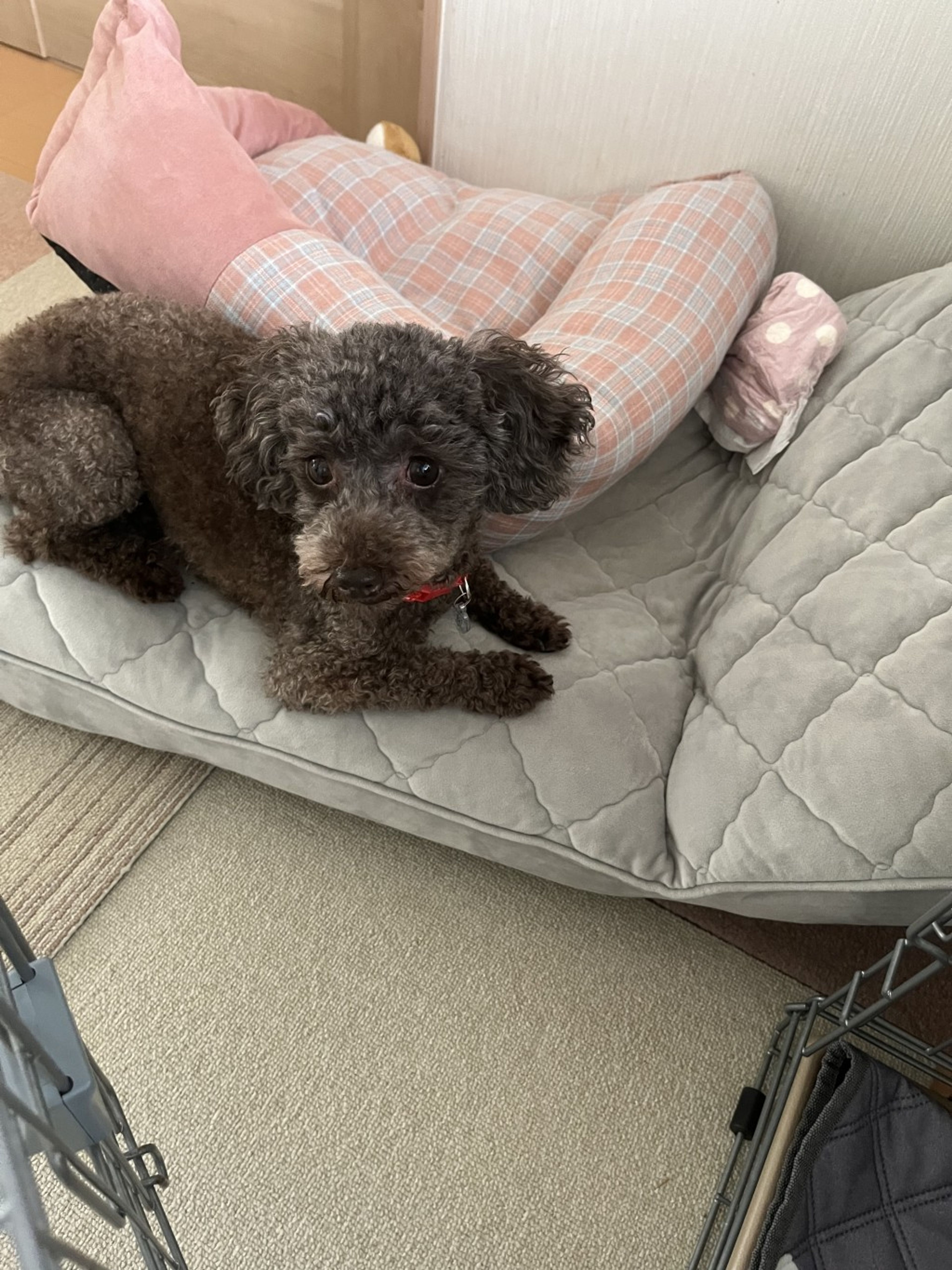 pet-image-4