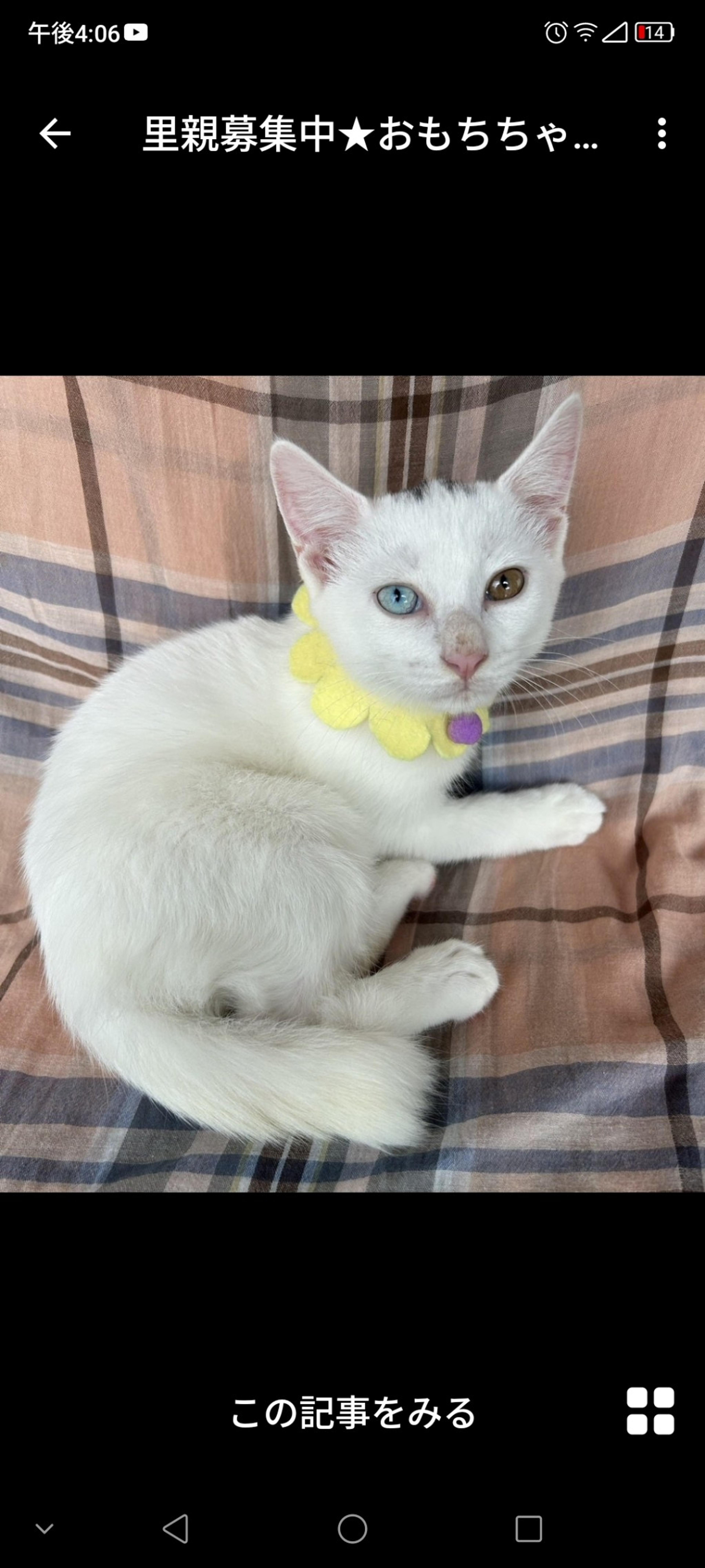 pet-image-3