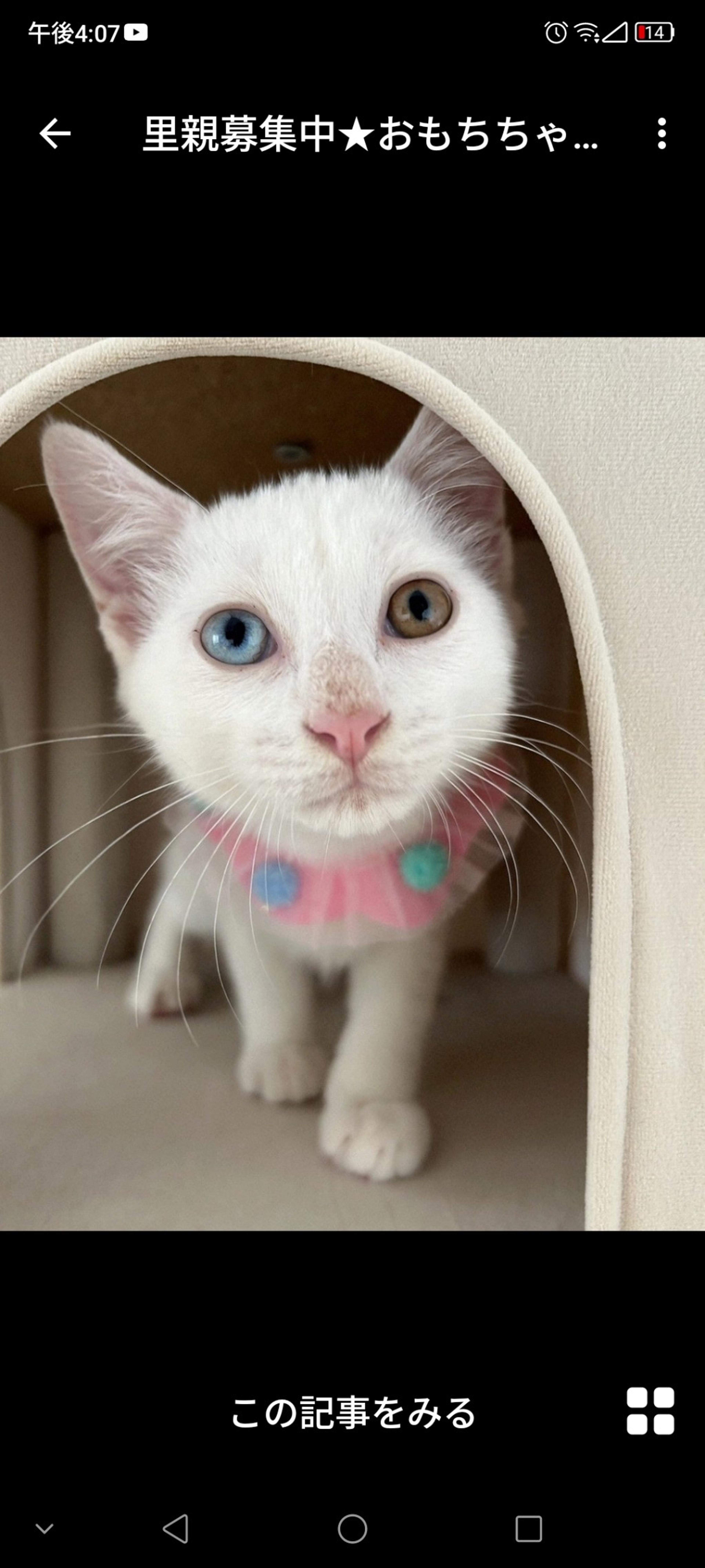 pet-image-2