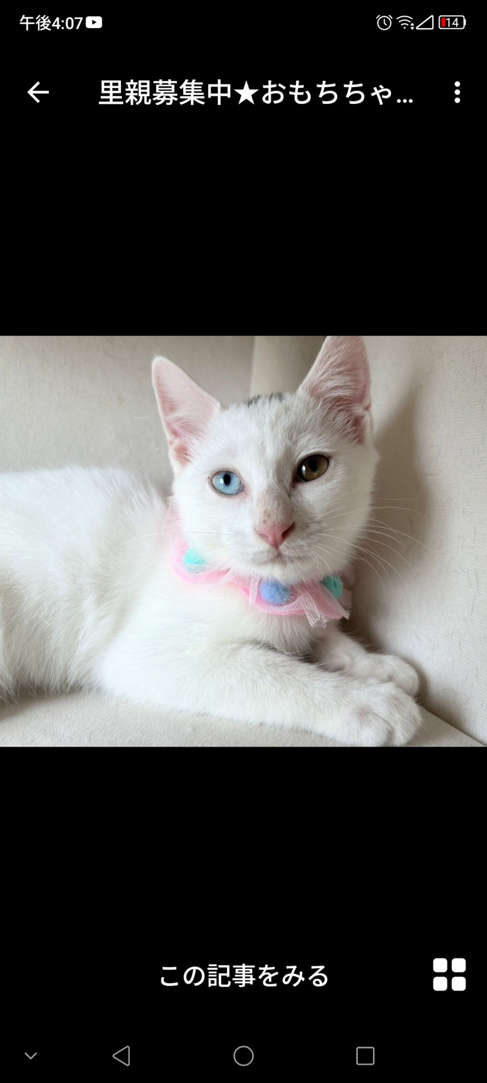 雑種（ミックス猫）・メスの里親募集の写真