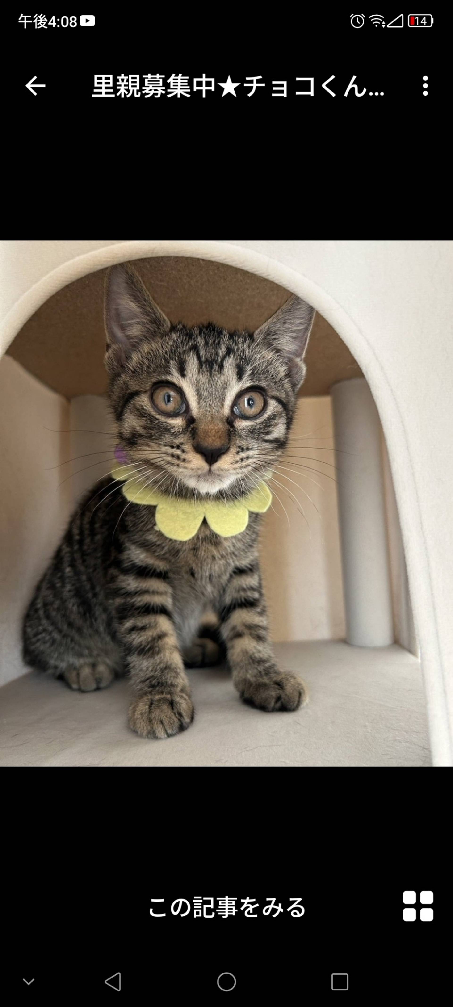 雑種（ミックス猫）・オスの里親募集の写真