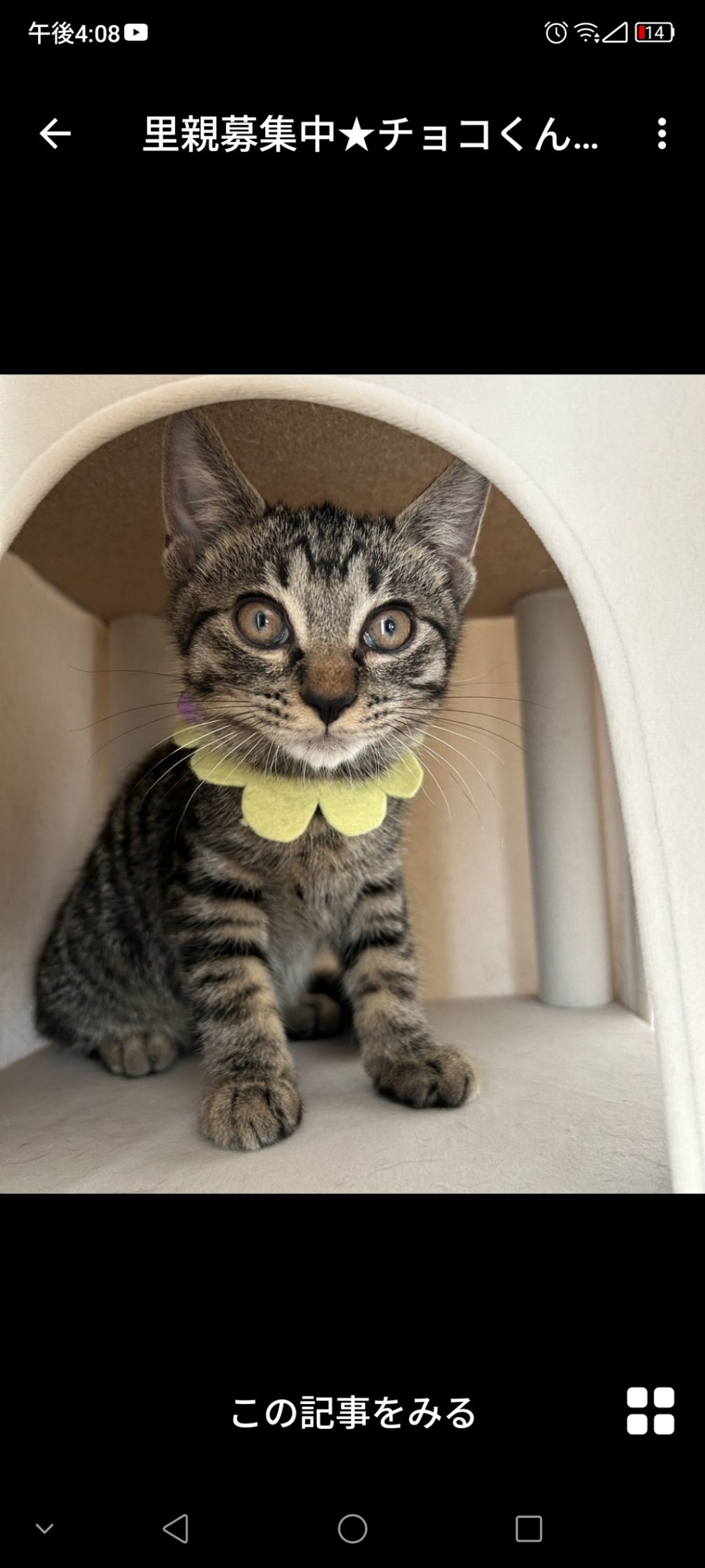 雑種（ミックス猫）・オスの里親募集の写真