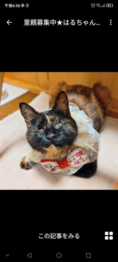 雑種（ミックス猫）・メスの里親募集の写真