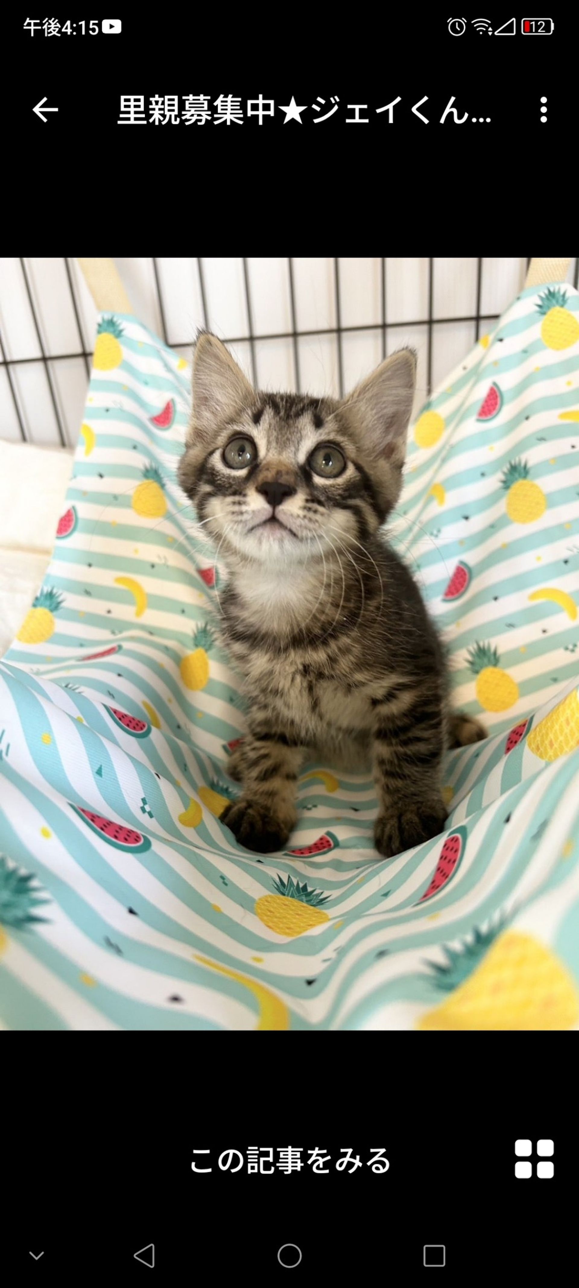 雑種（ミックス猫）・オスの里親募集の写真