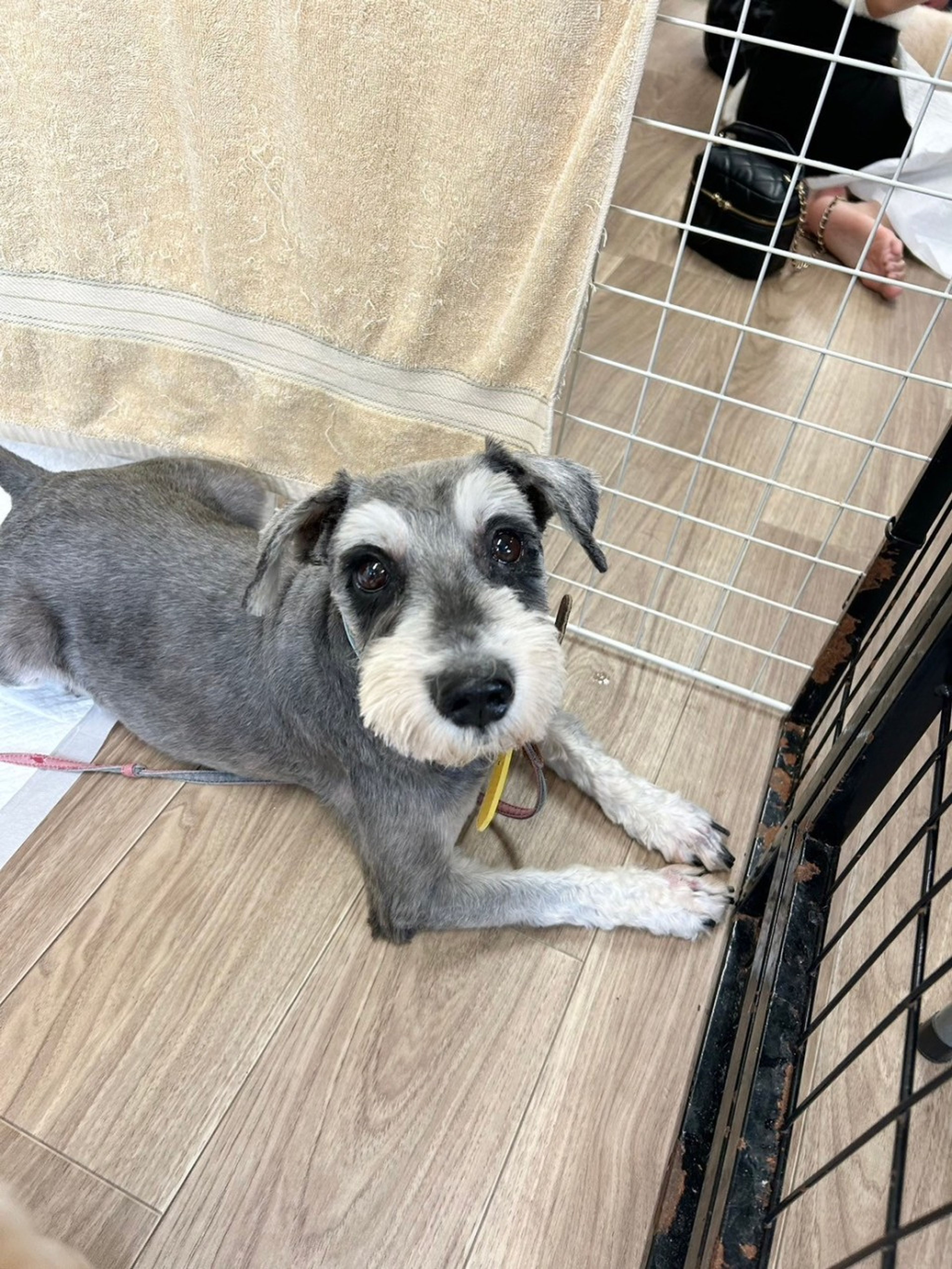pet-image-2