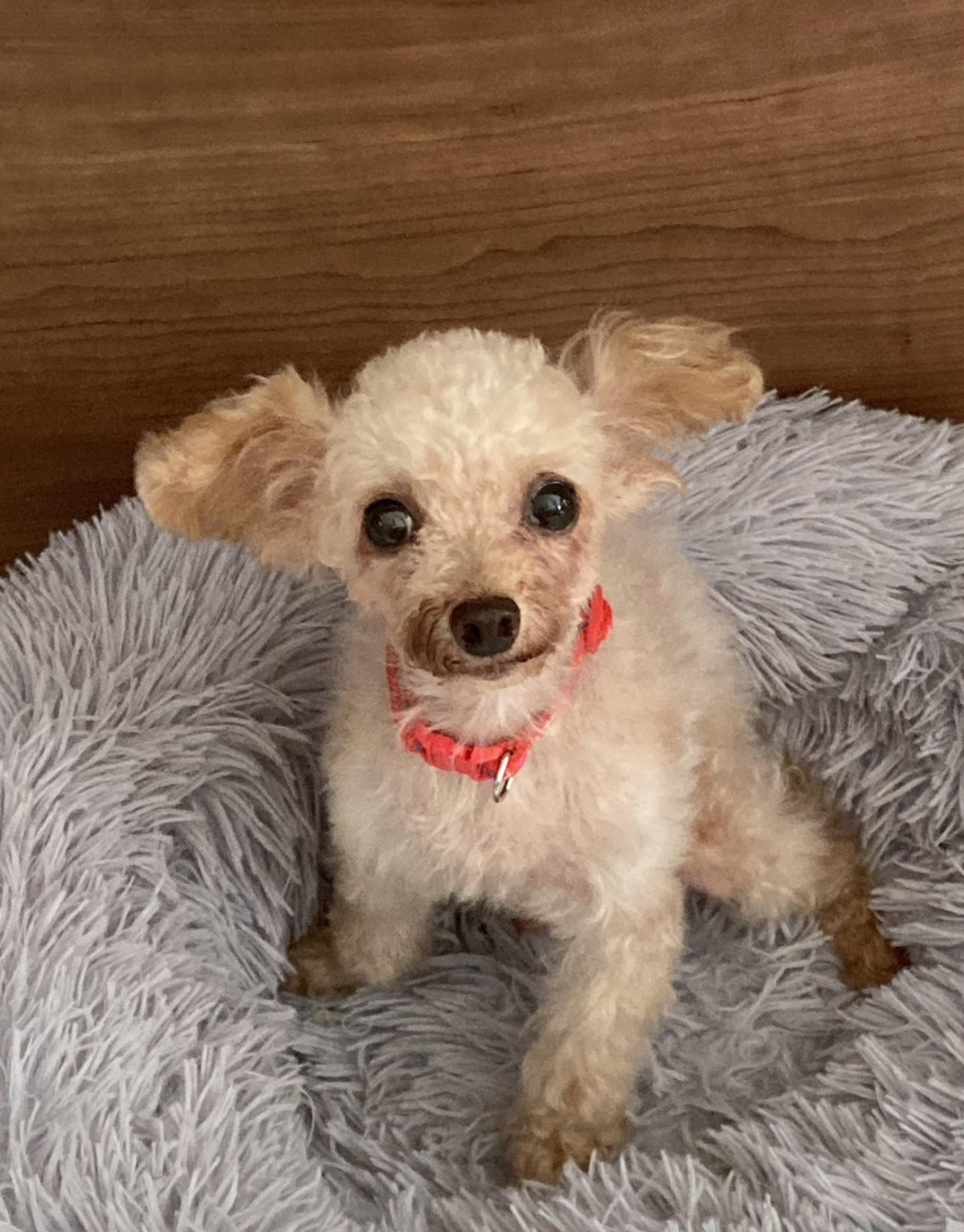 pet-image-2