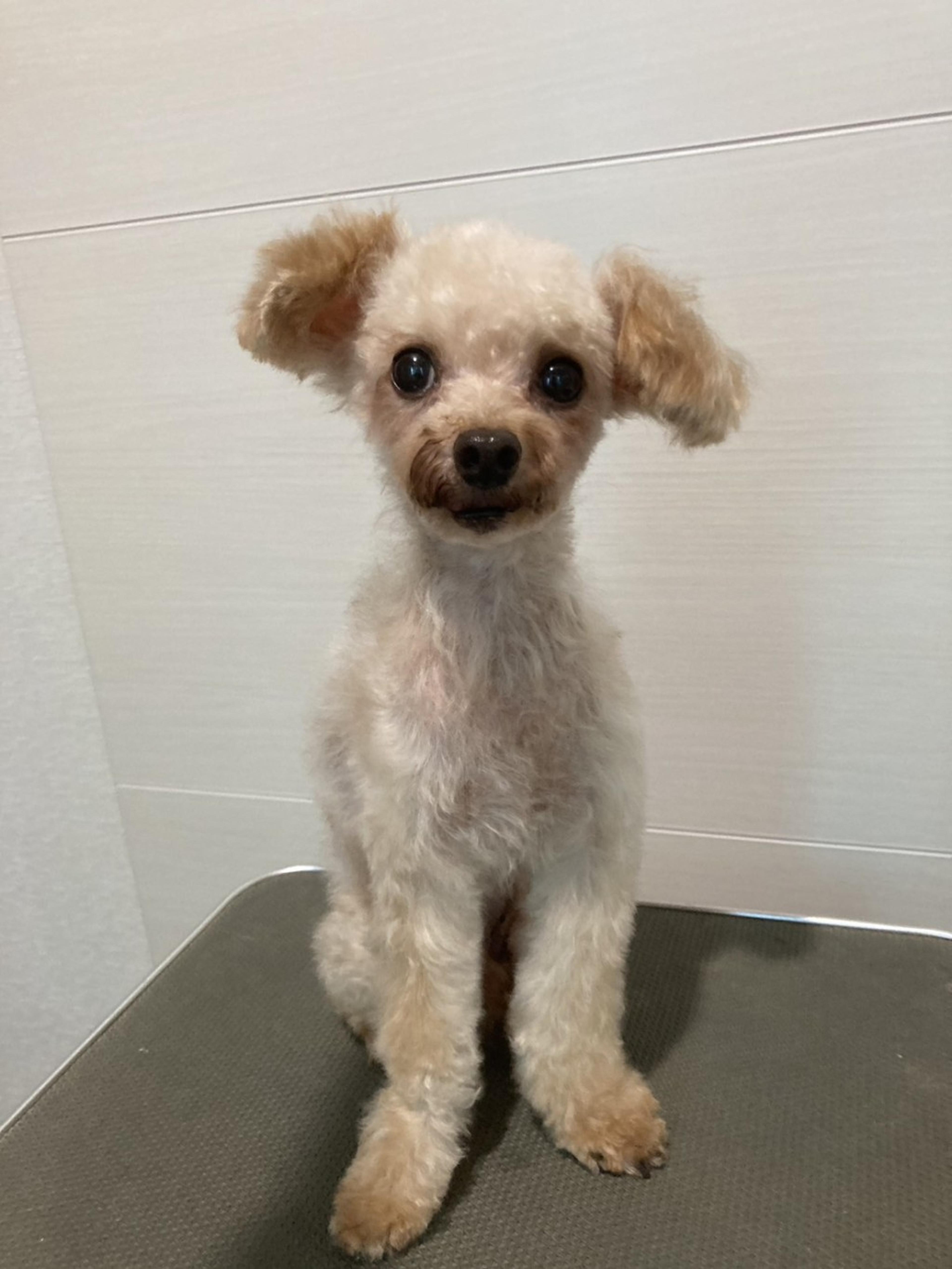 pet-image-3