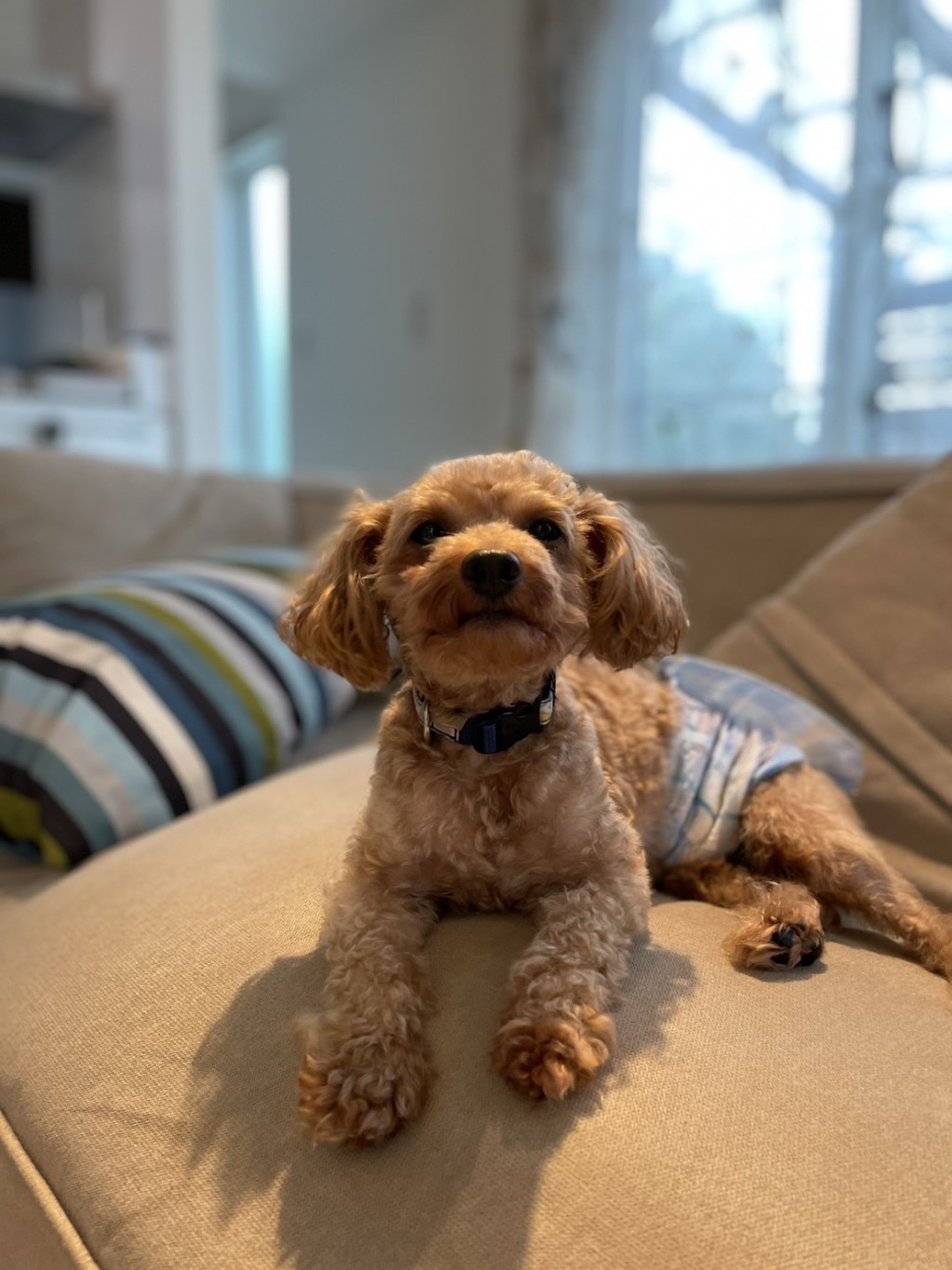 pet-image-4