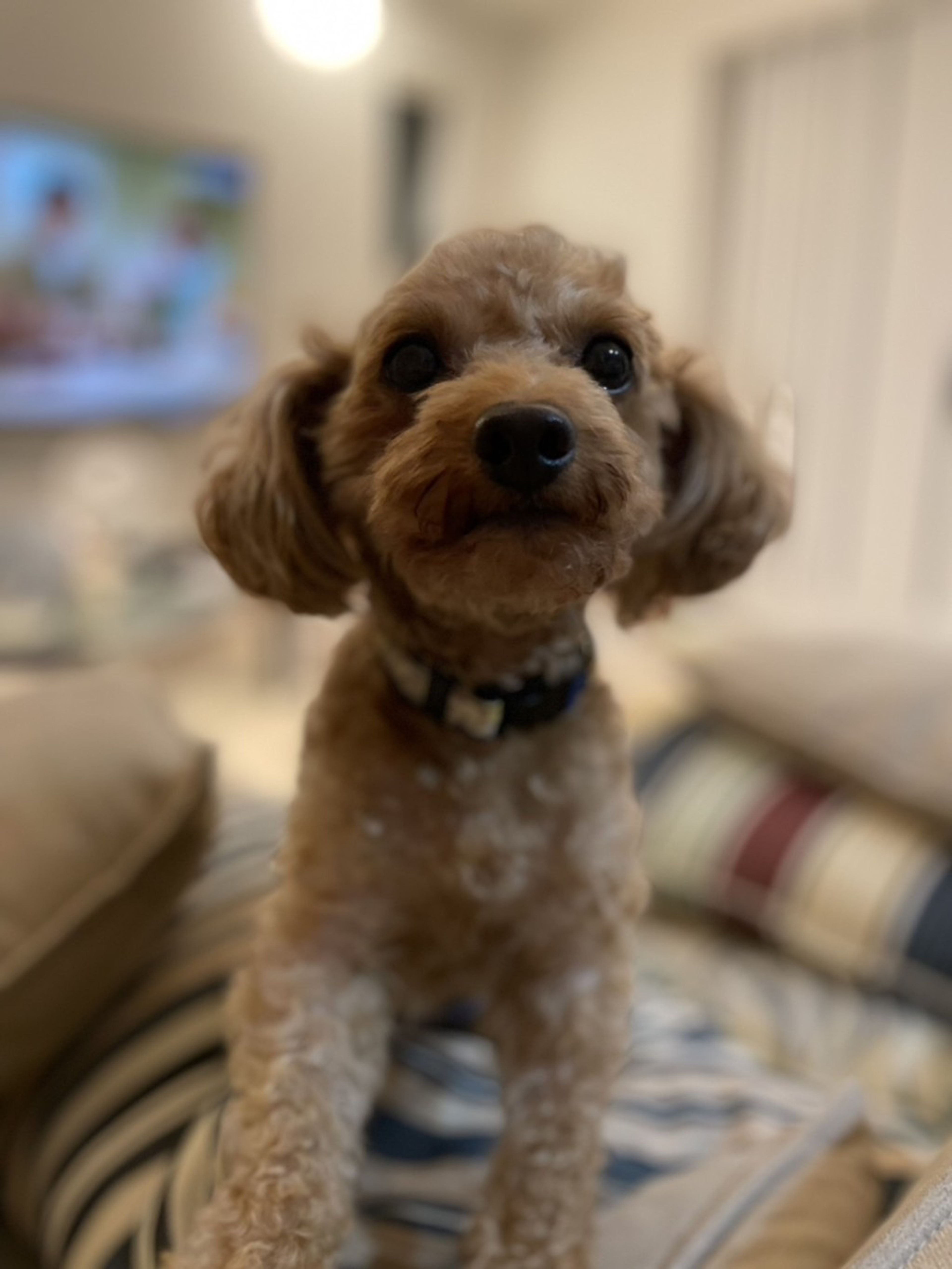 pet-image-5