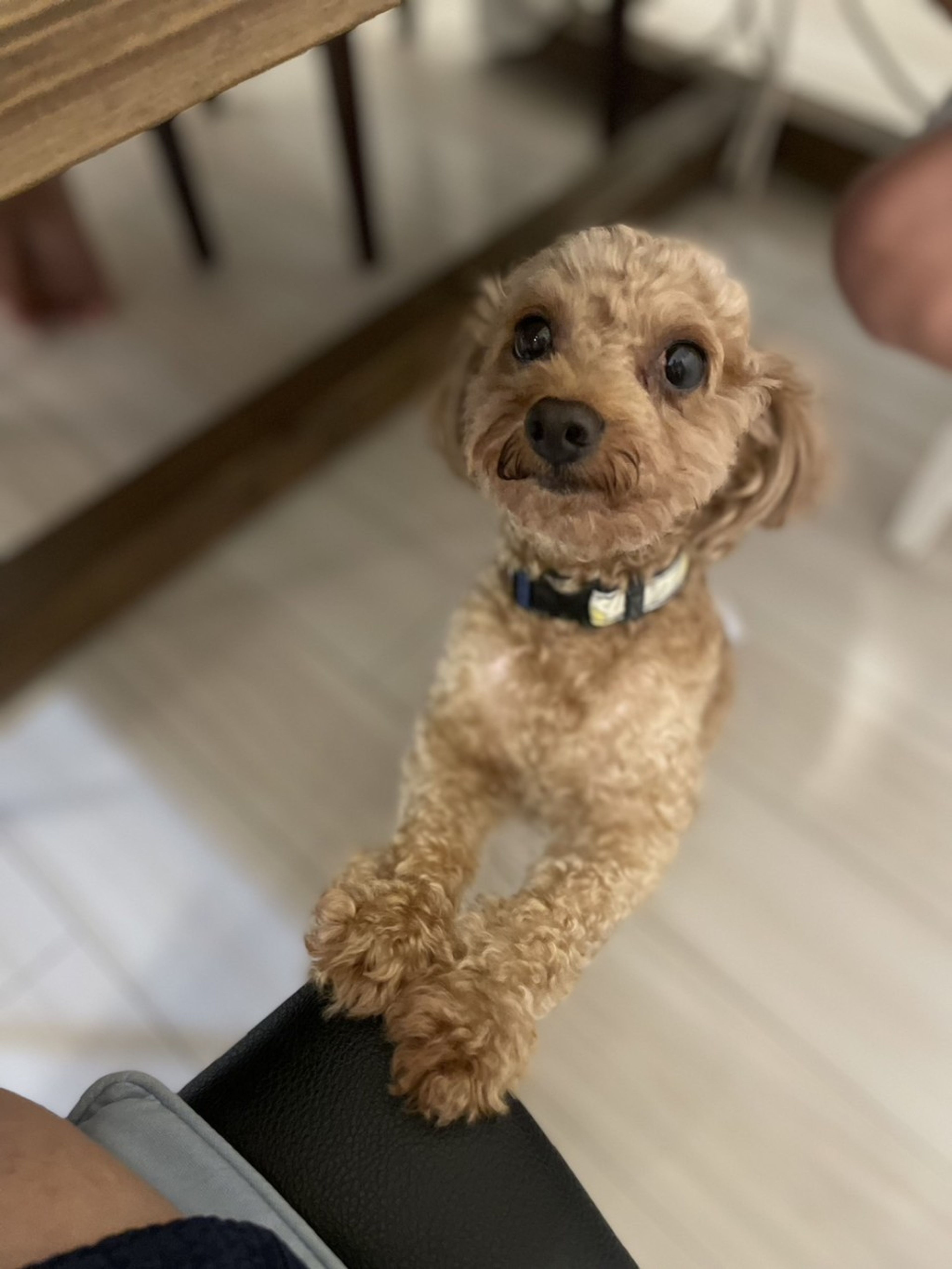 pet-image-3