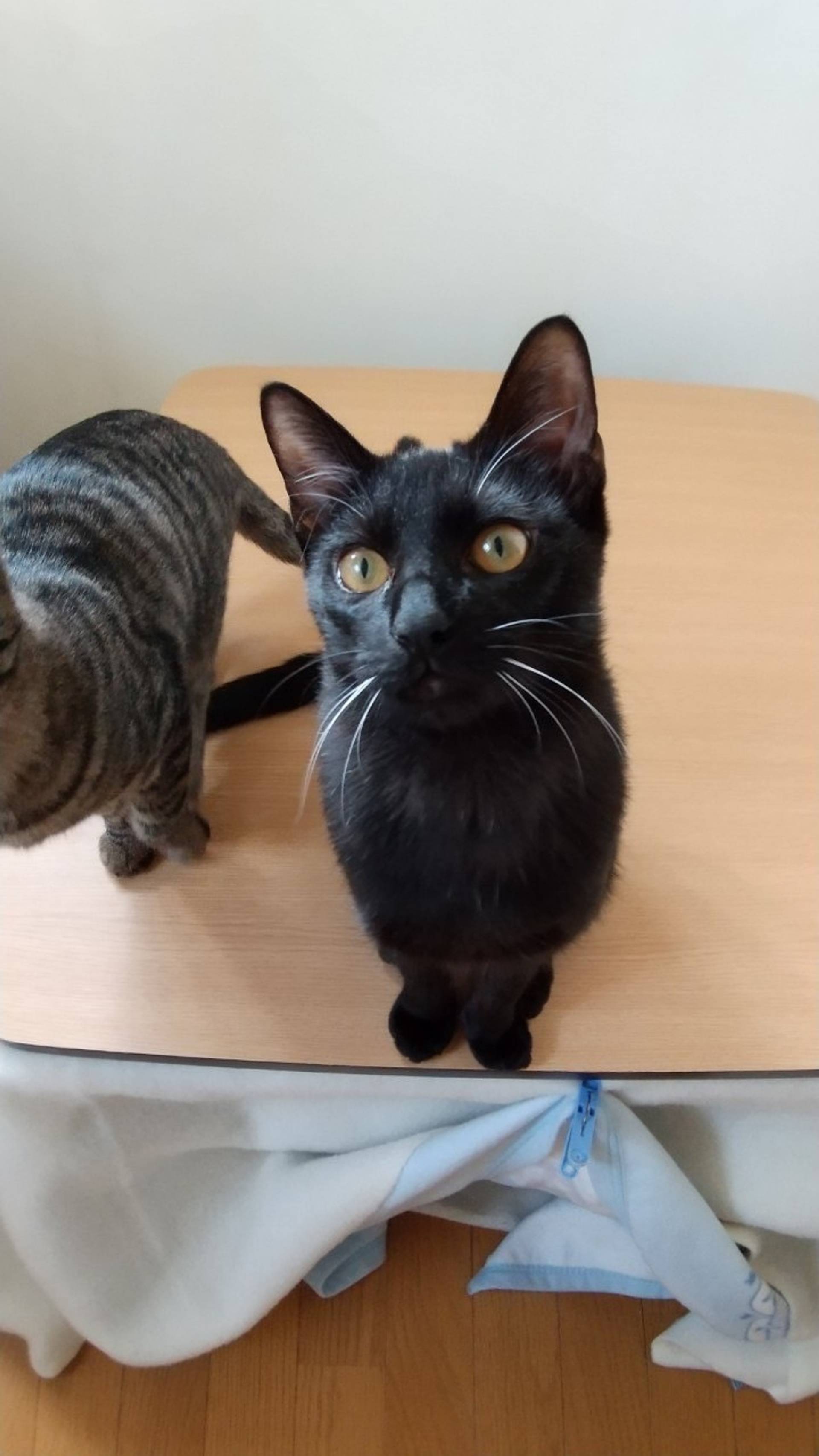 雑種（ミックス猫）・オスの里親募集の写真
