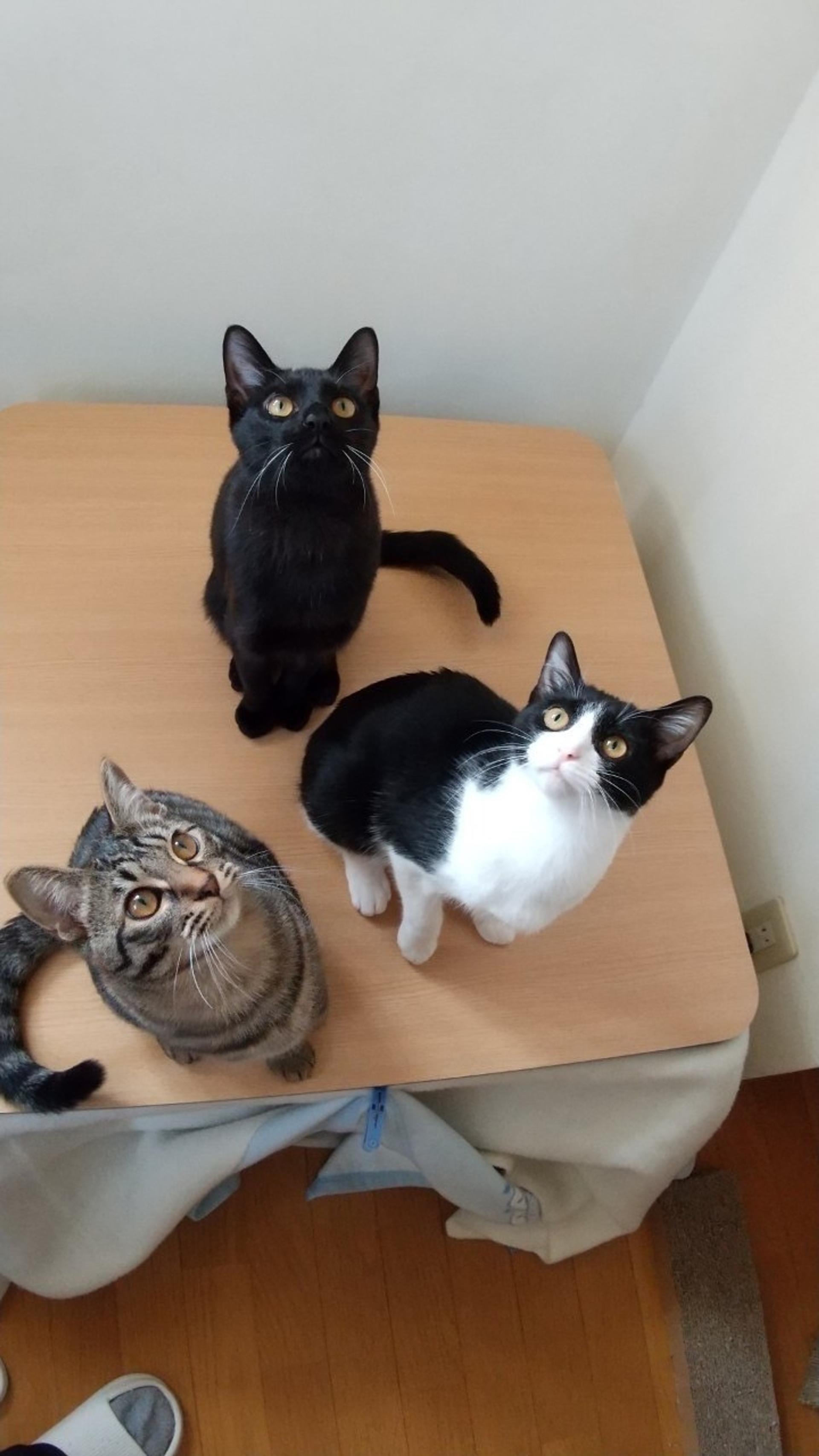 pet-image-5