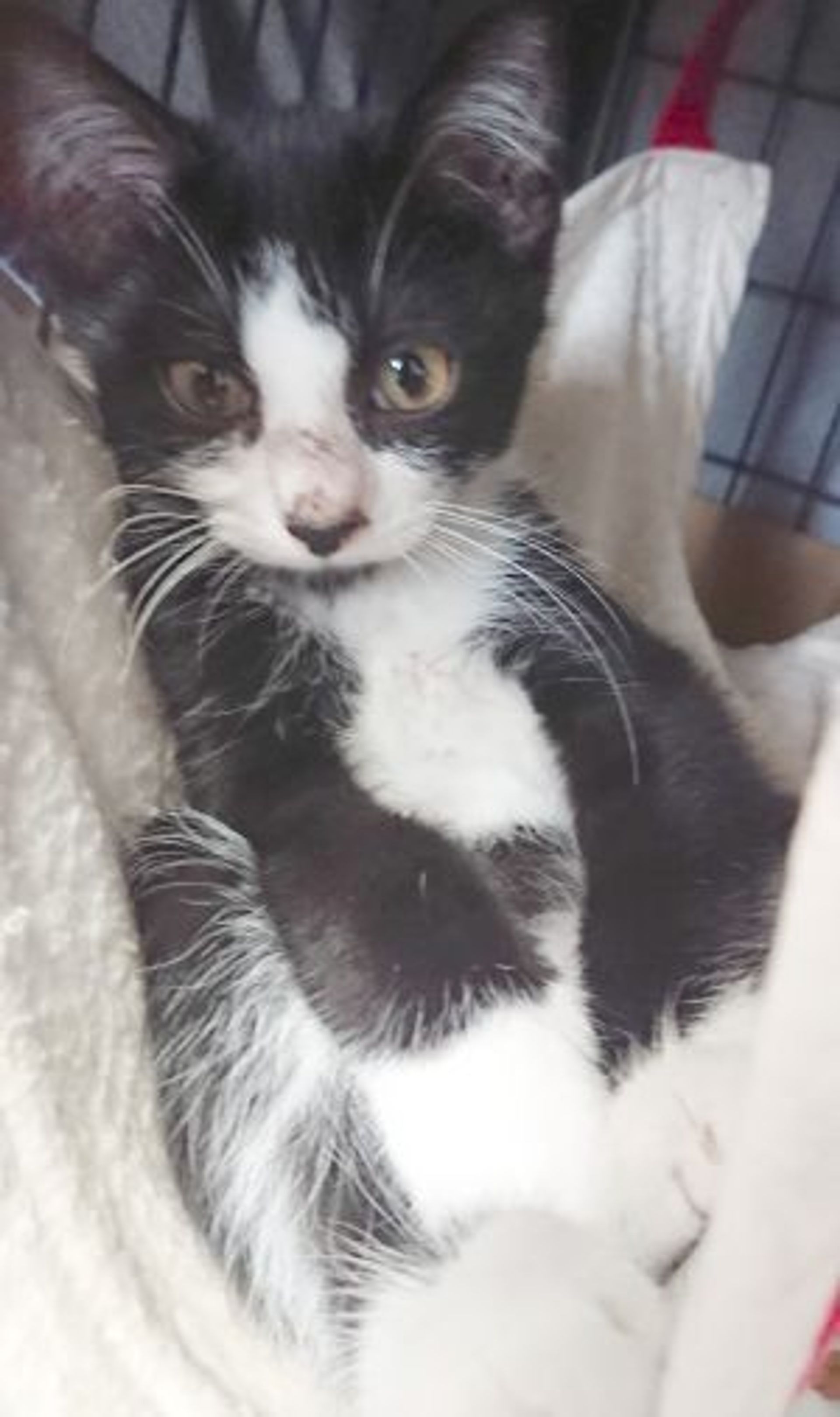 雑種（ミックス猫）・オスの里親募集の写真