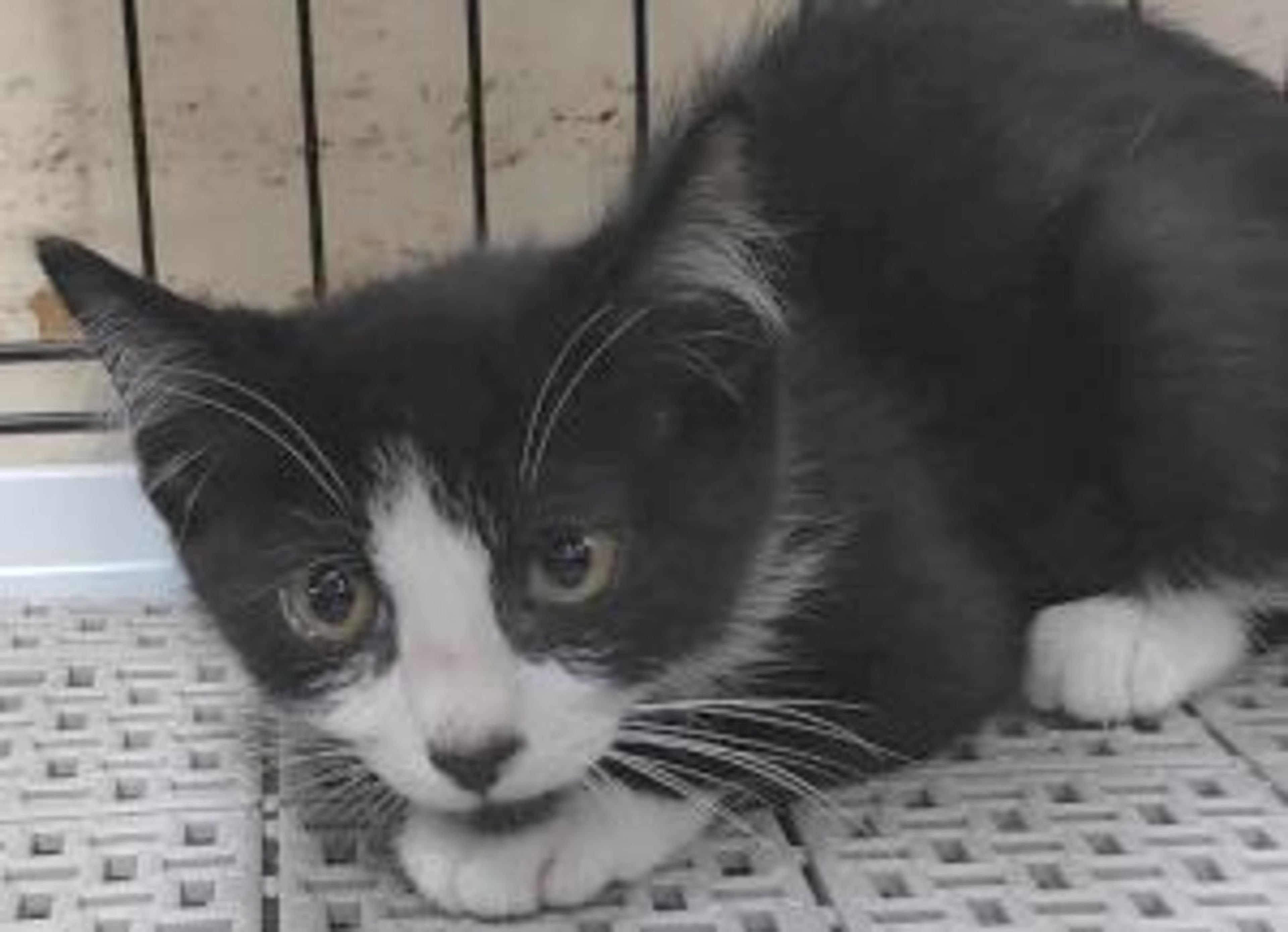 pet-image-2