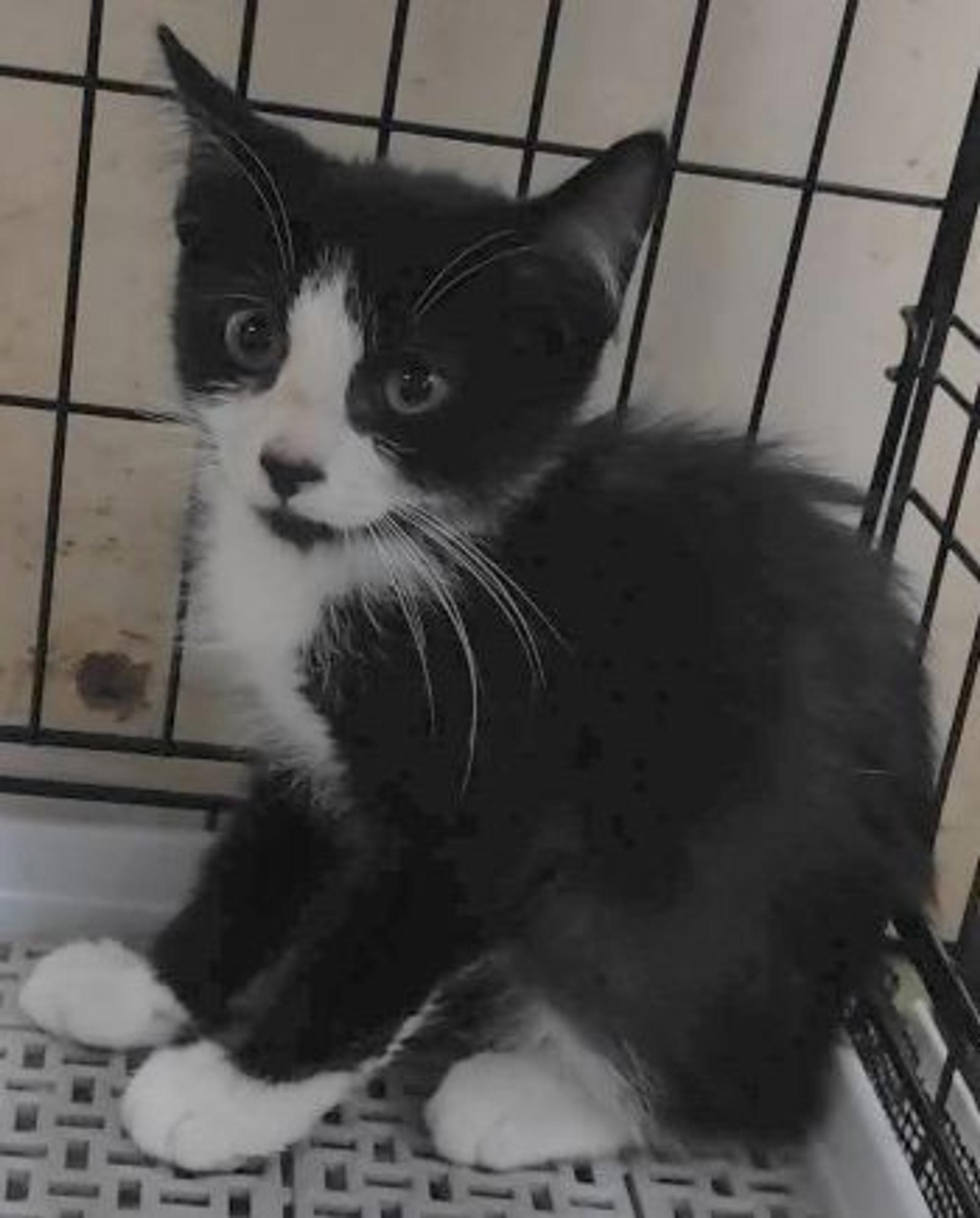 pet-image-3