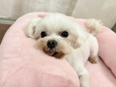 チェダー