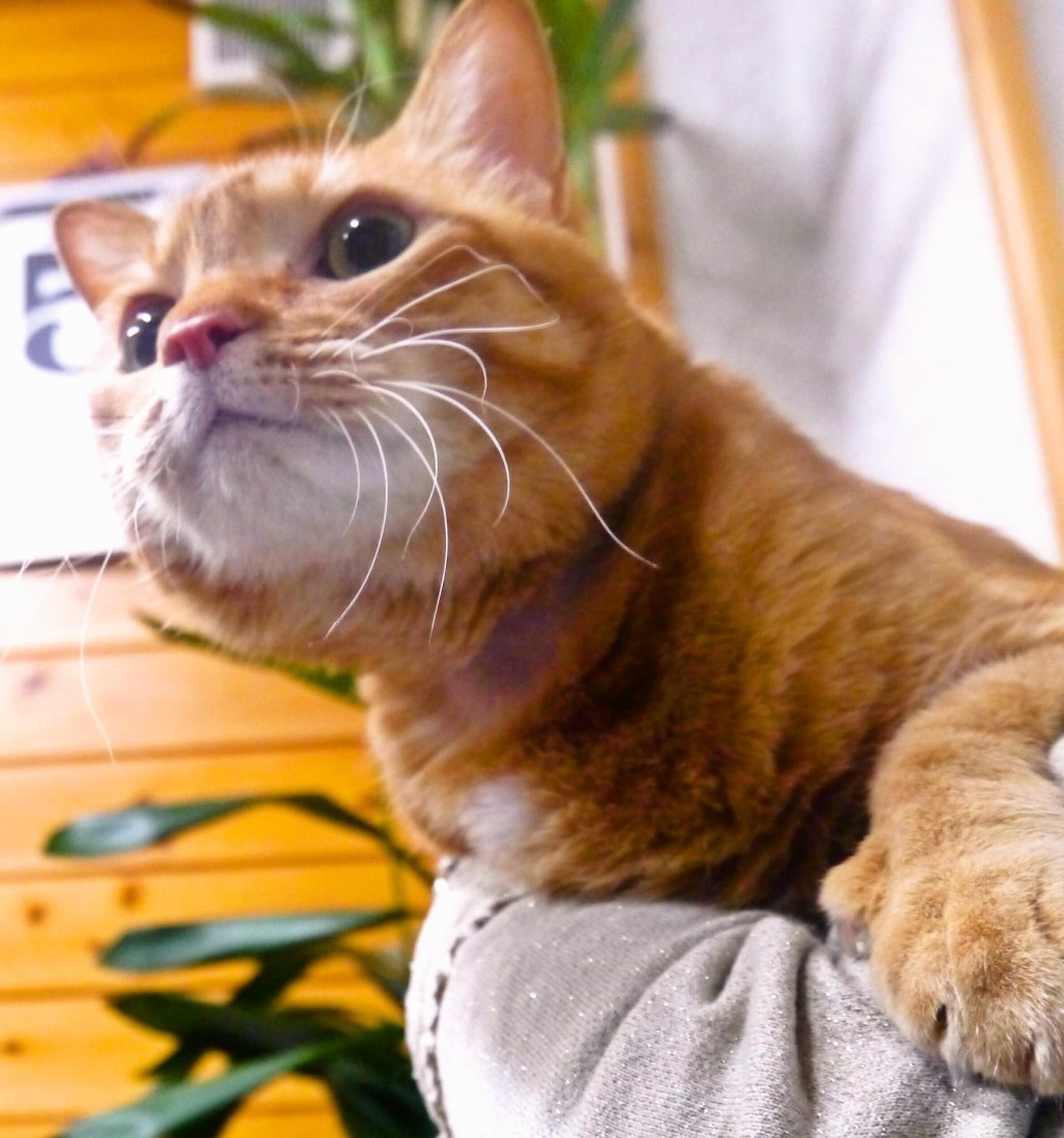 pet-image-7