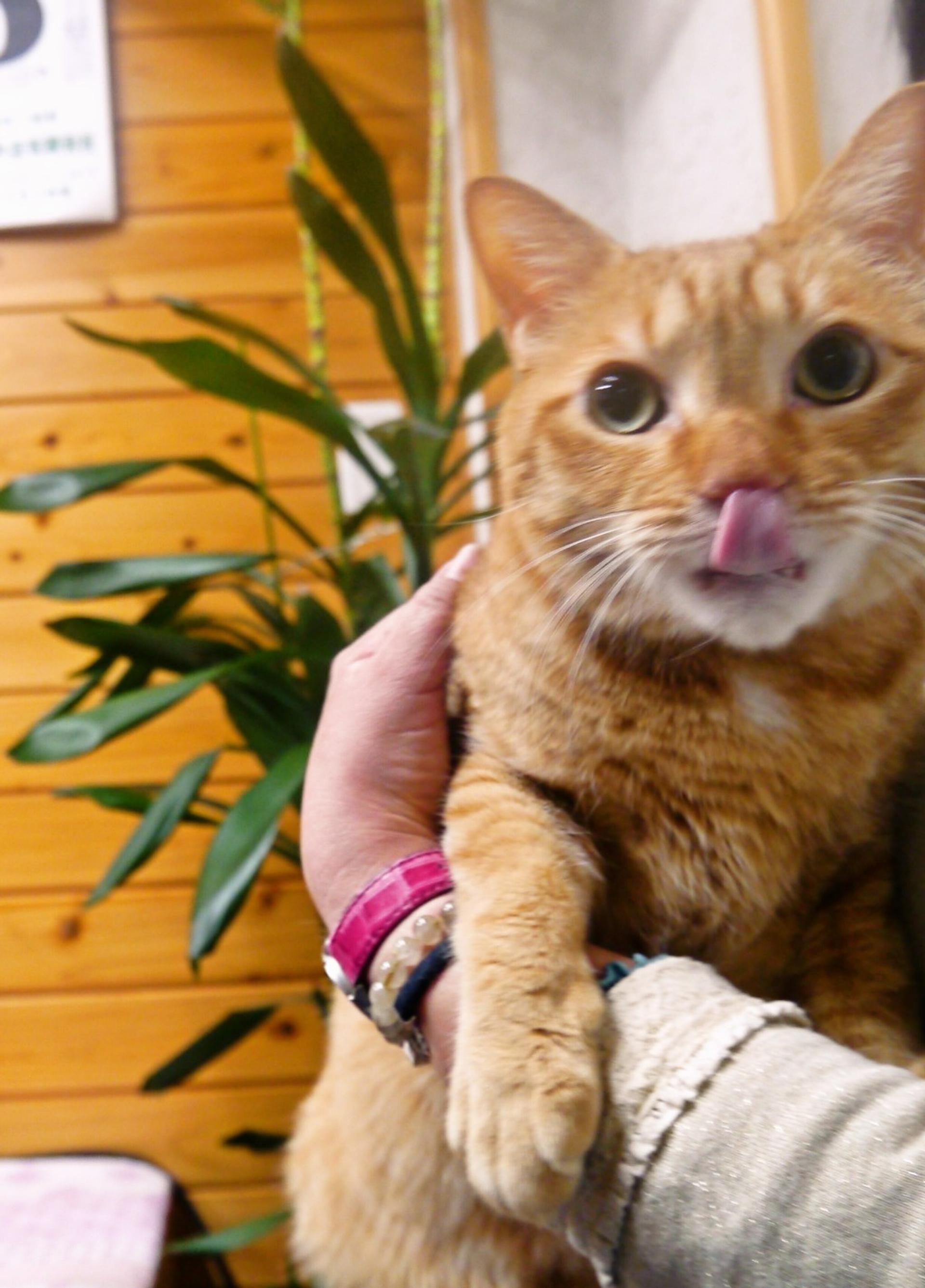 pet-image-3