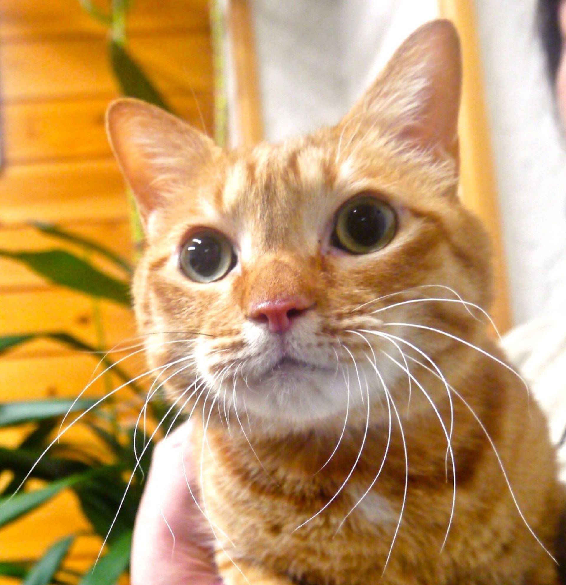 雑種（ミックス猫）・オスの里親募集の写真