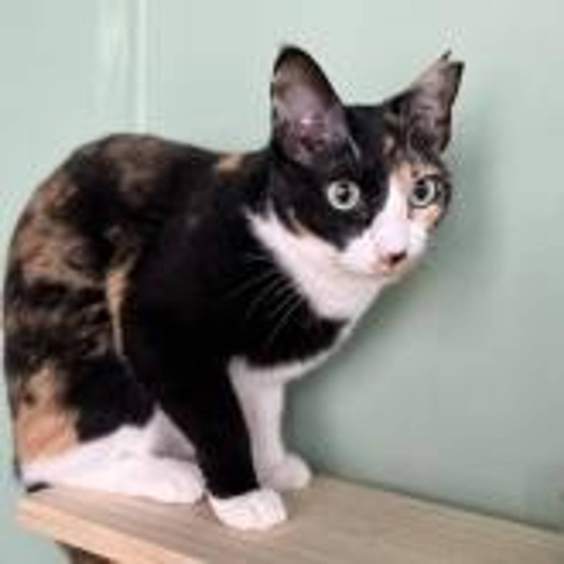 雑種（ミックス猫）・メスの里親募集の写真