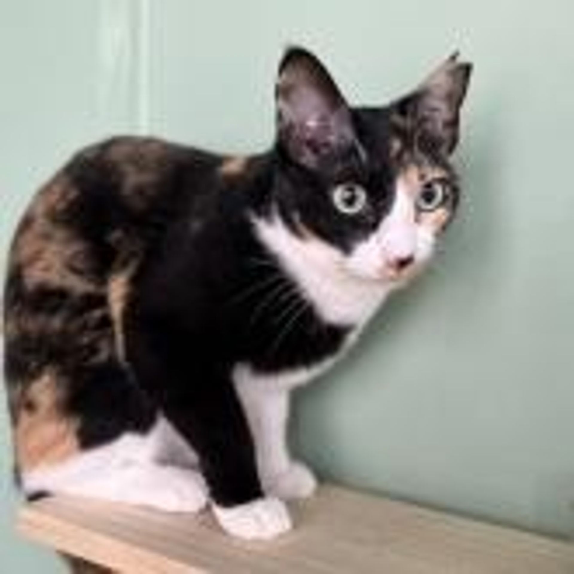 雑種（ミックス猫）・メスの里親募集の写真