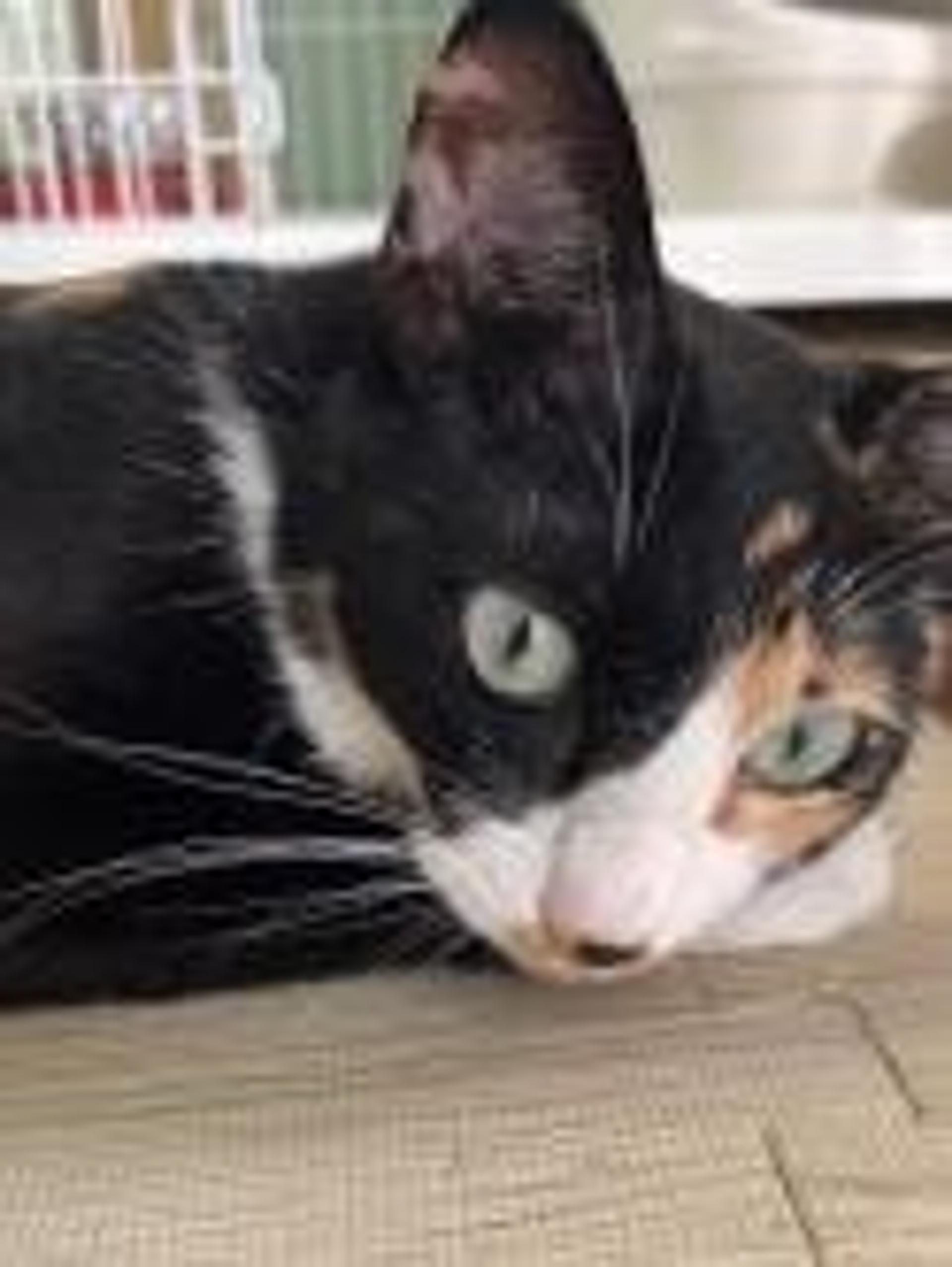 pet-image-2