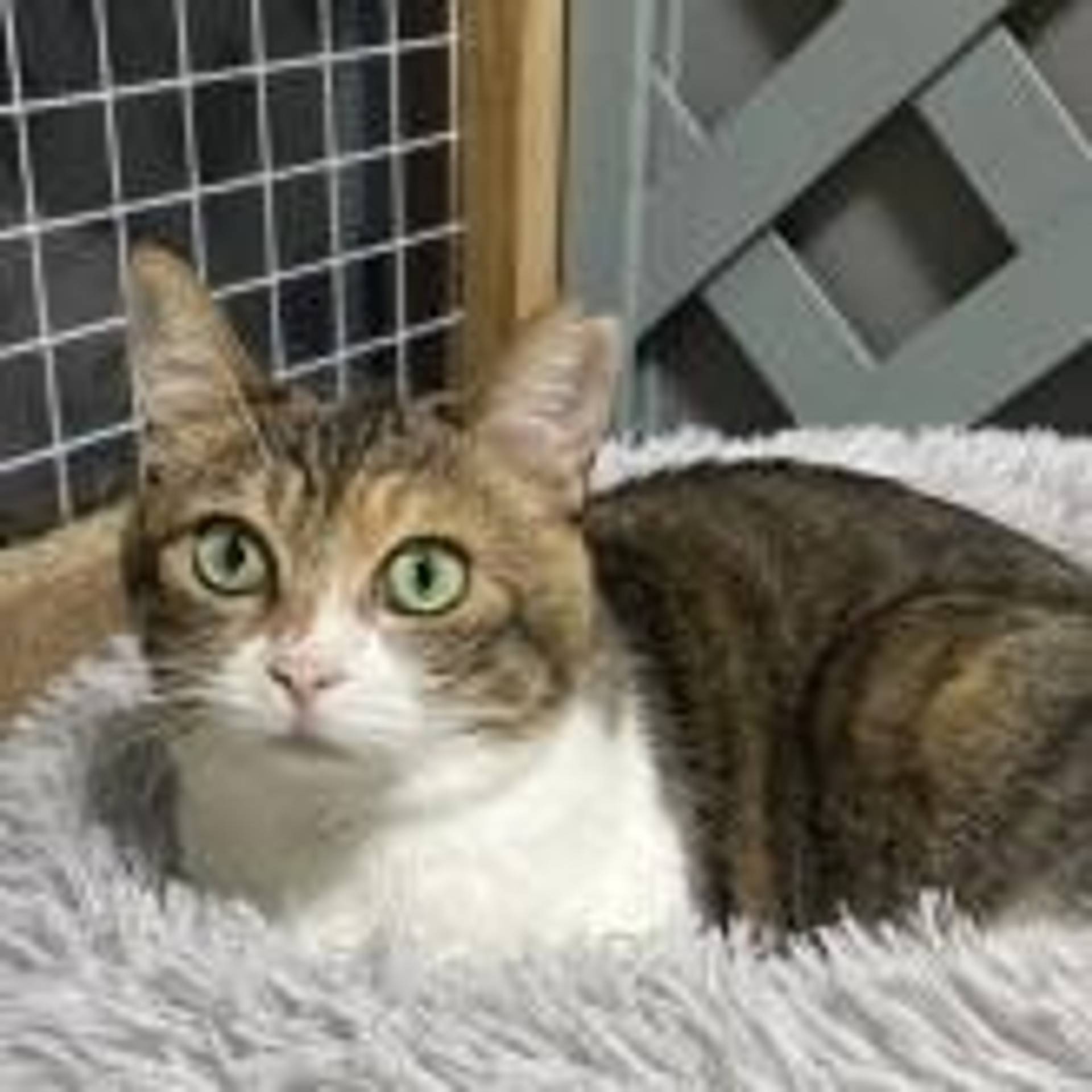 雑種（ミックス猫）・メスの里親募集の写真