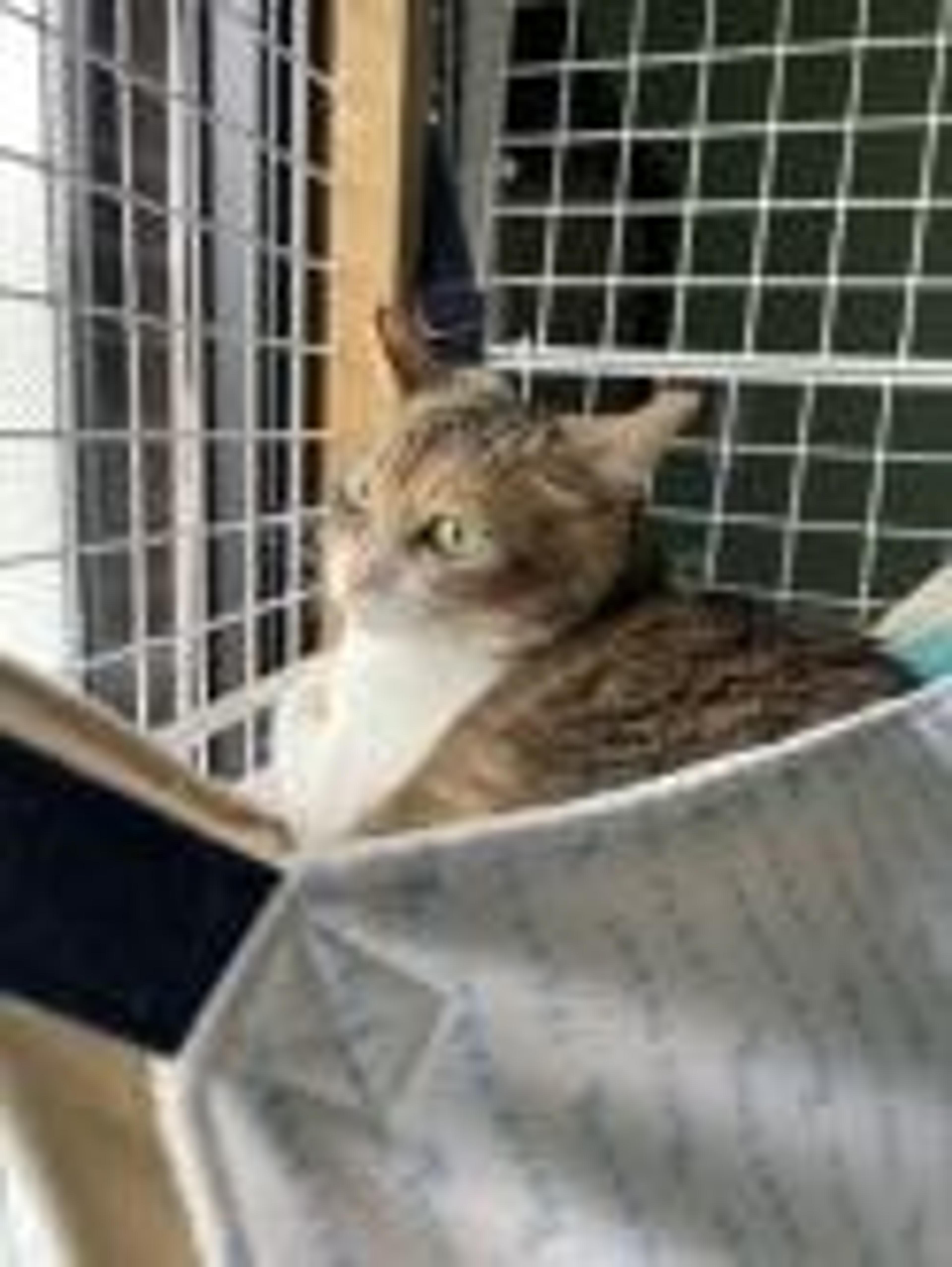 pet-image-3