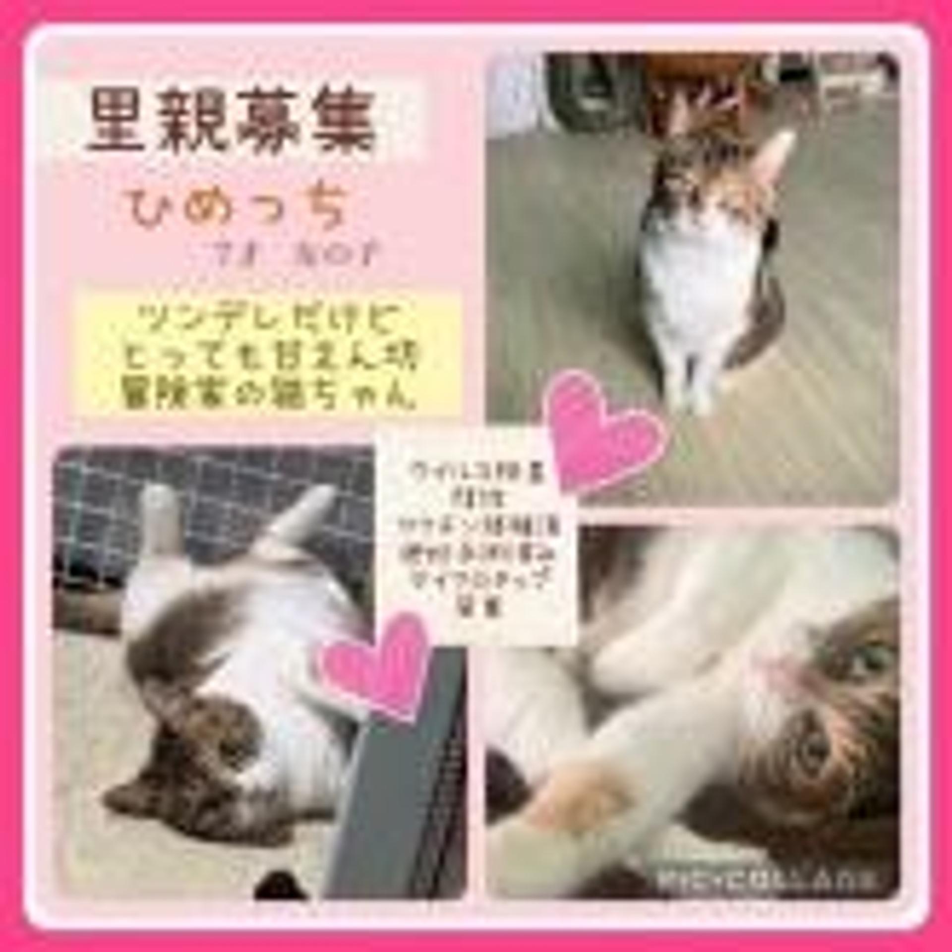 pet-image-5