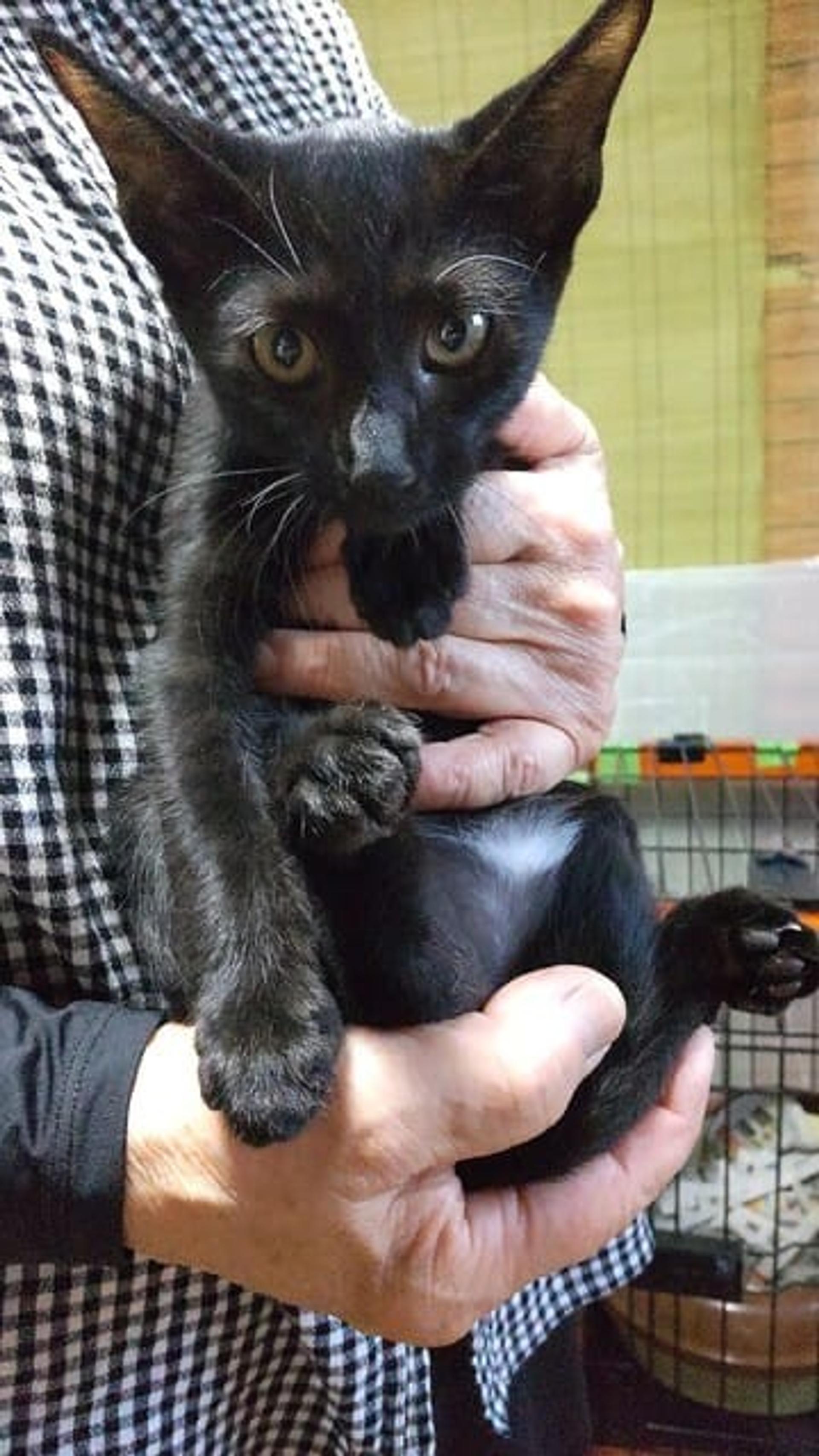 pet-image-2