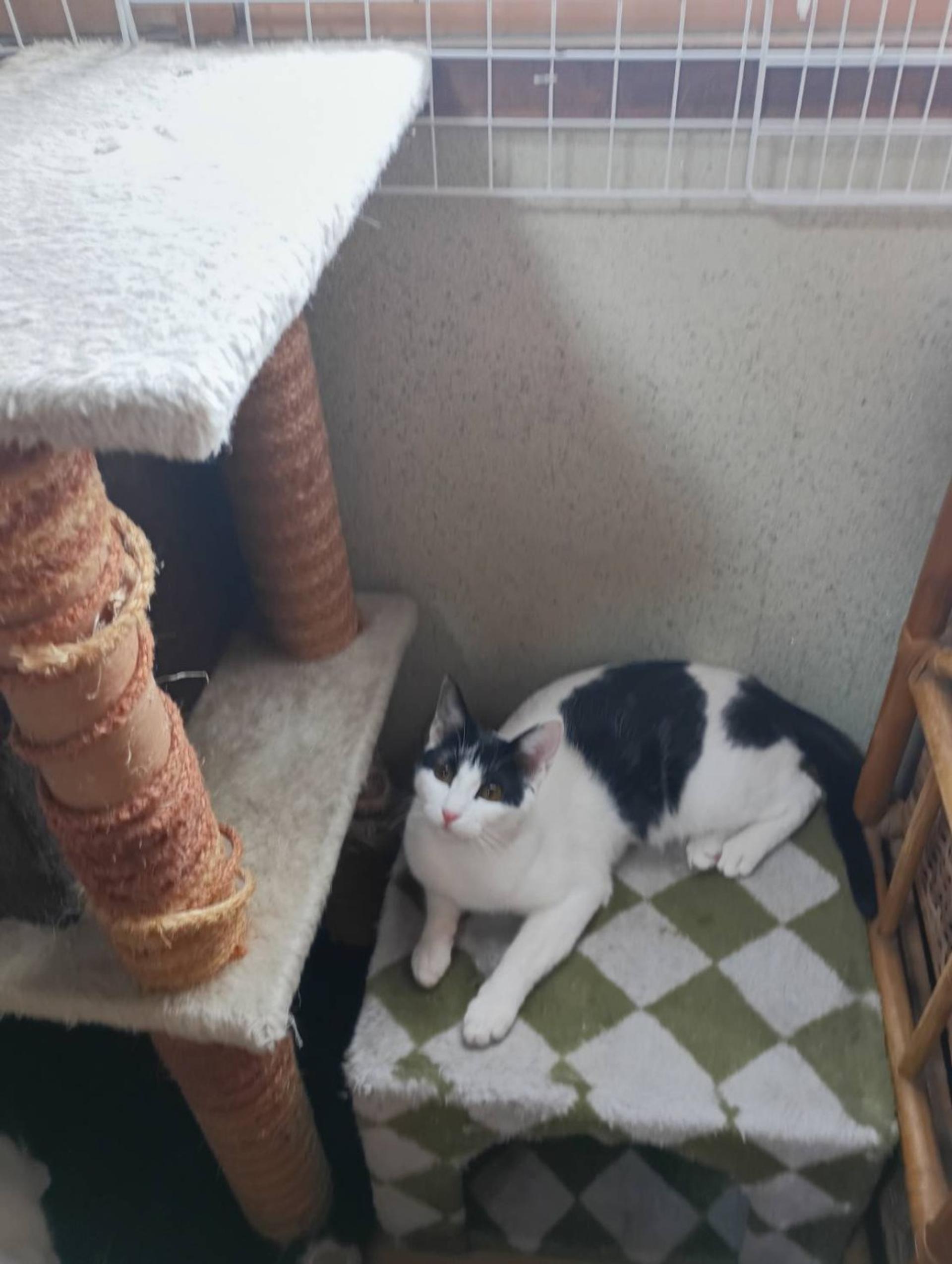 pet-image-2