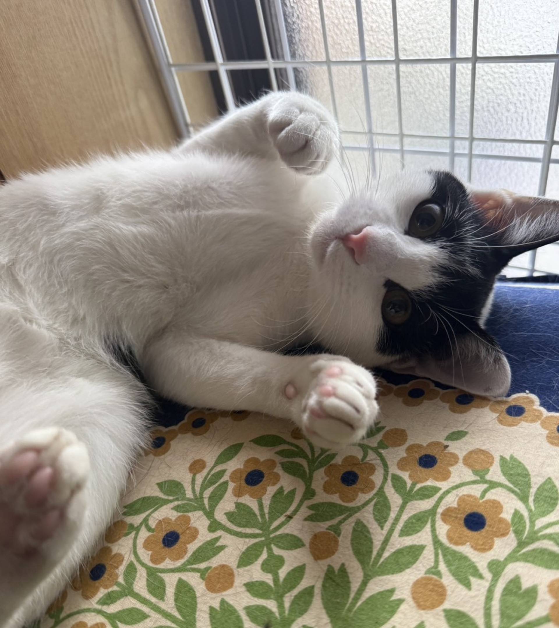 雑種（ミックス猫）・メスの里親募集の写真