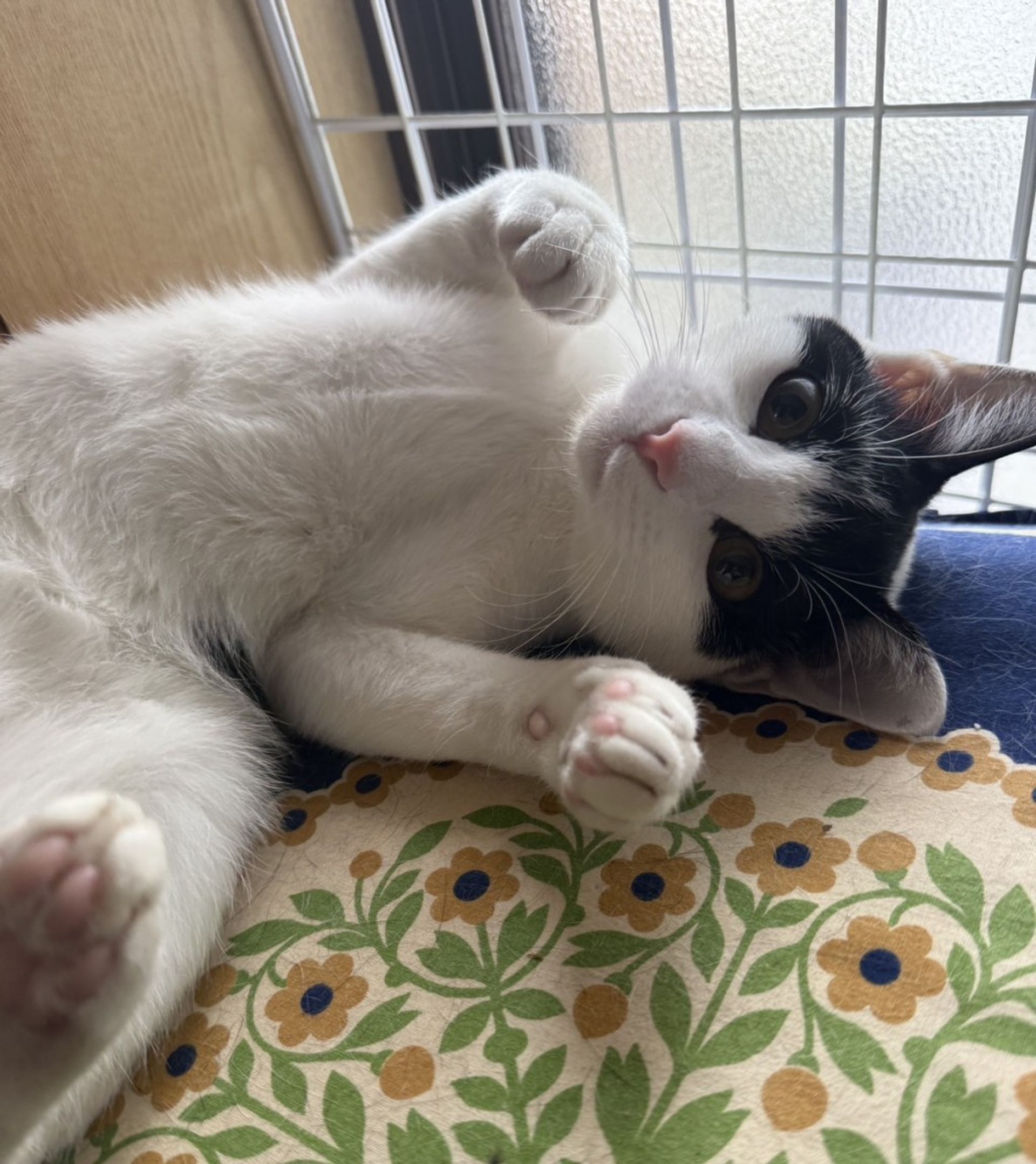 雑種（ミックス猫）・メスの里親募集の写真