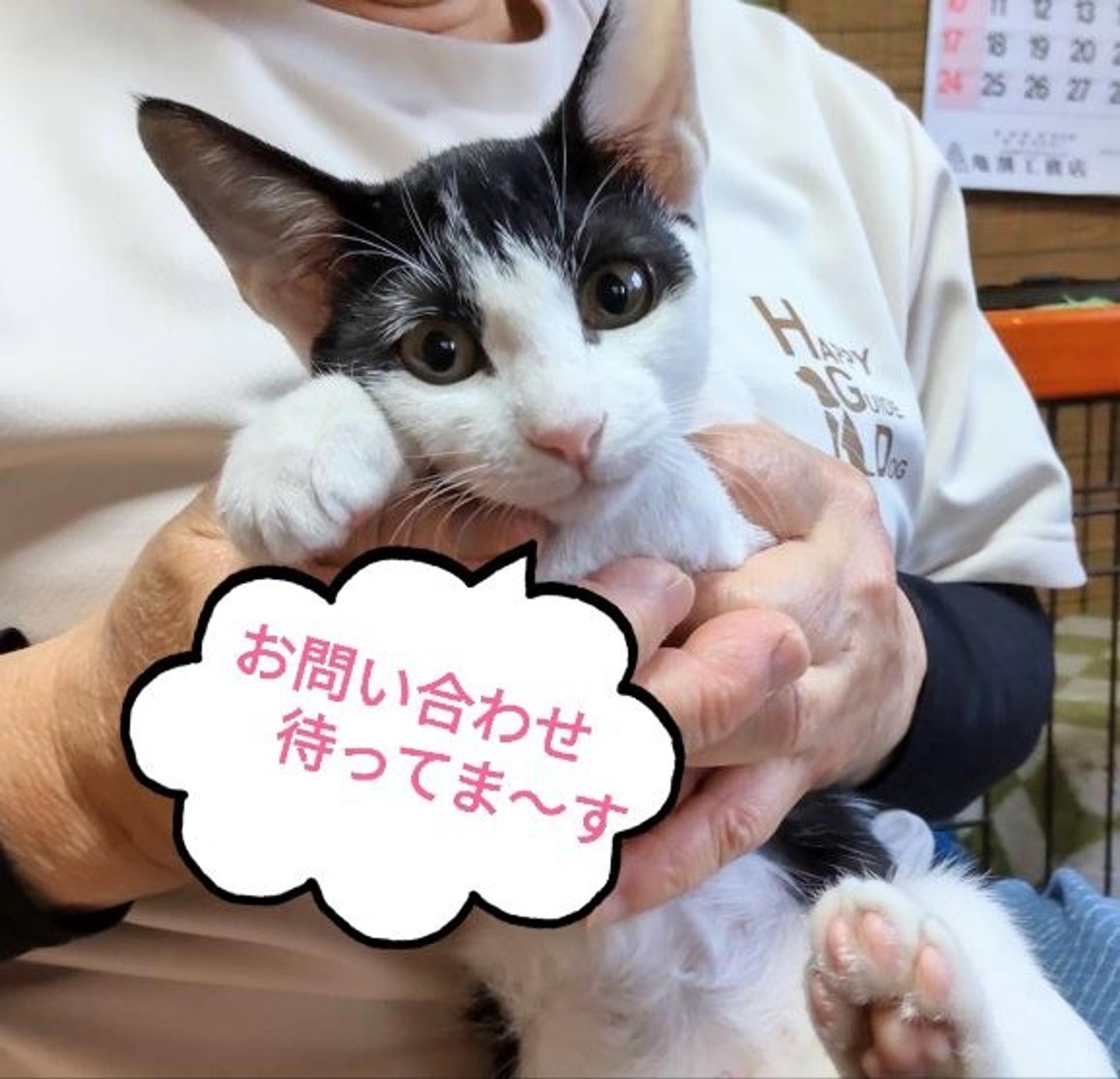 pet-image-3