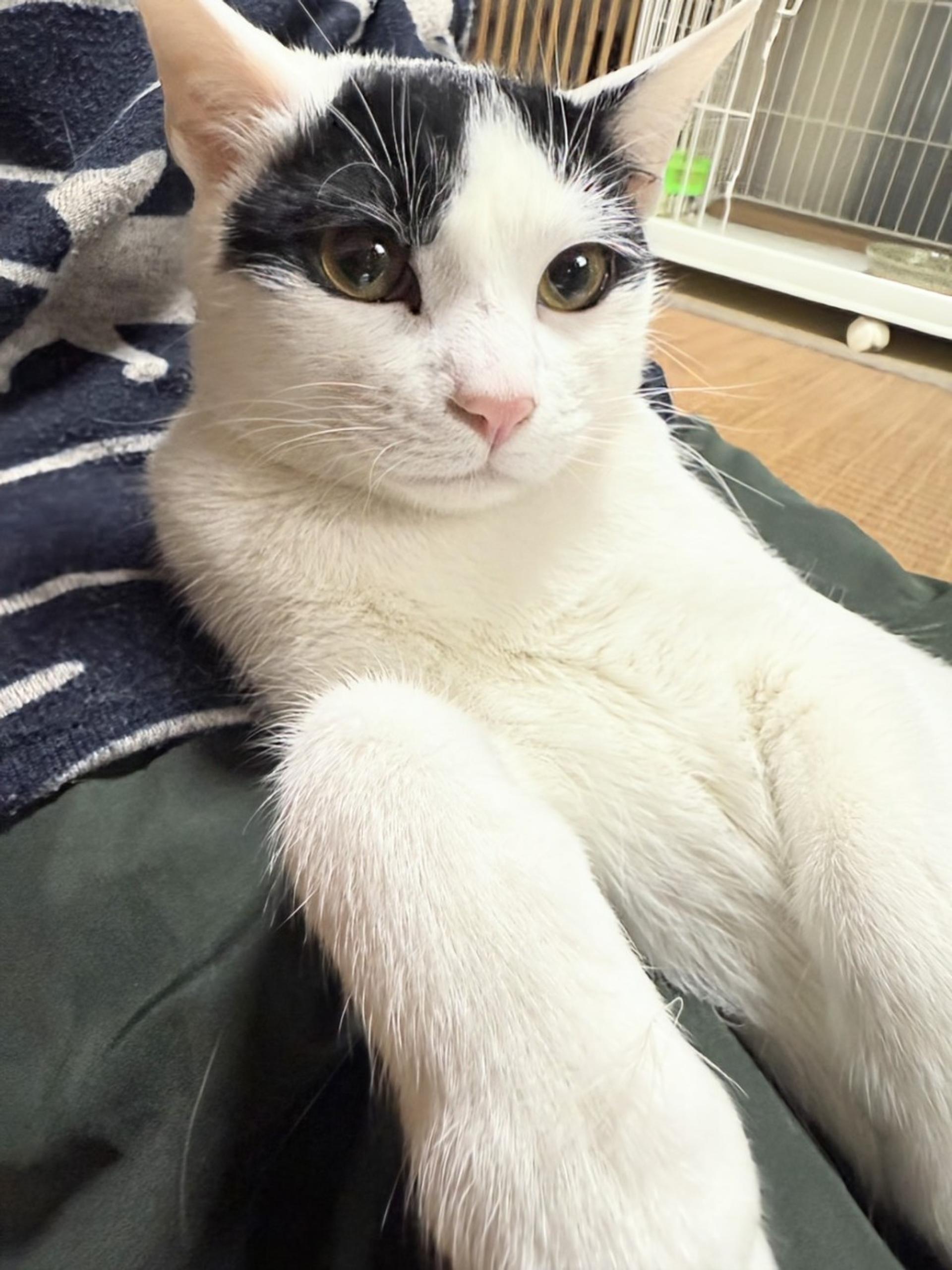 pet-image-3