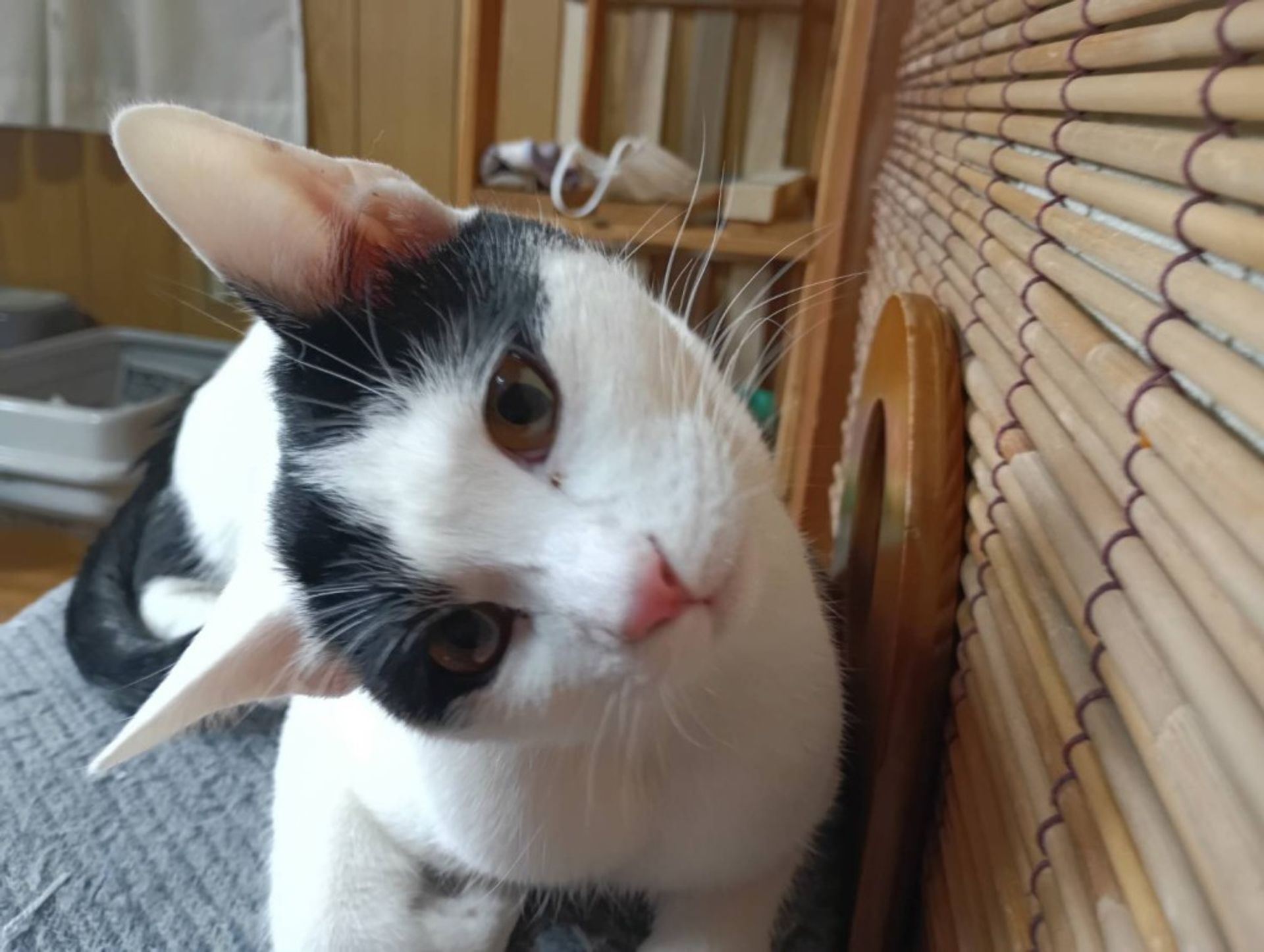 雑種（ミックス猫）・オスの里親募集の写真