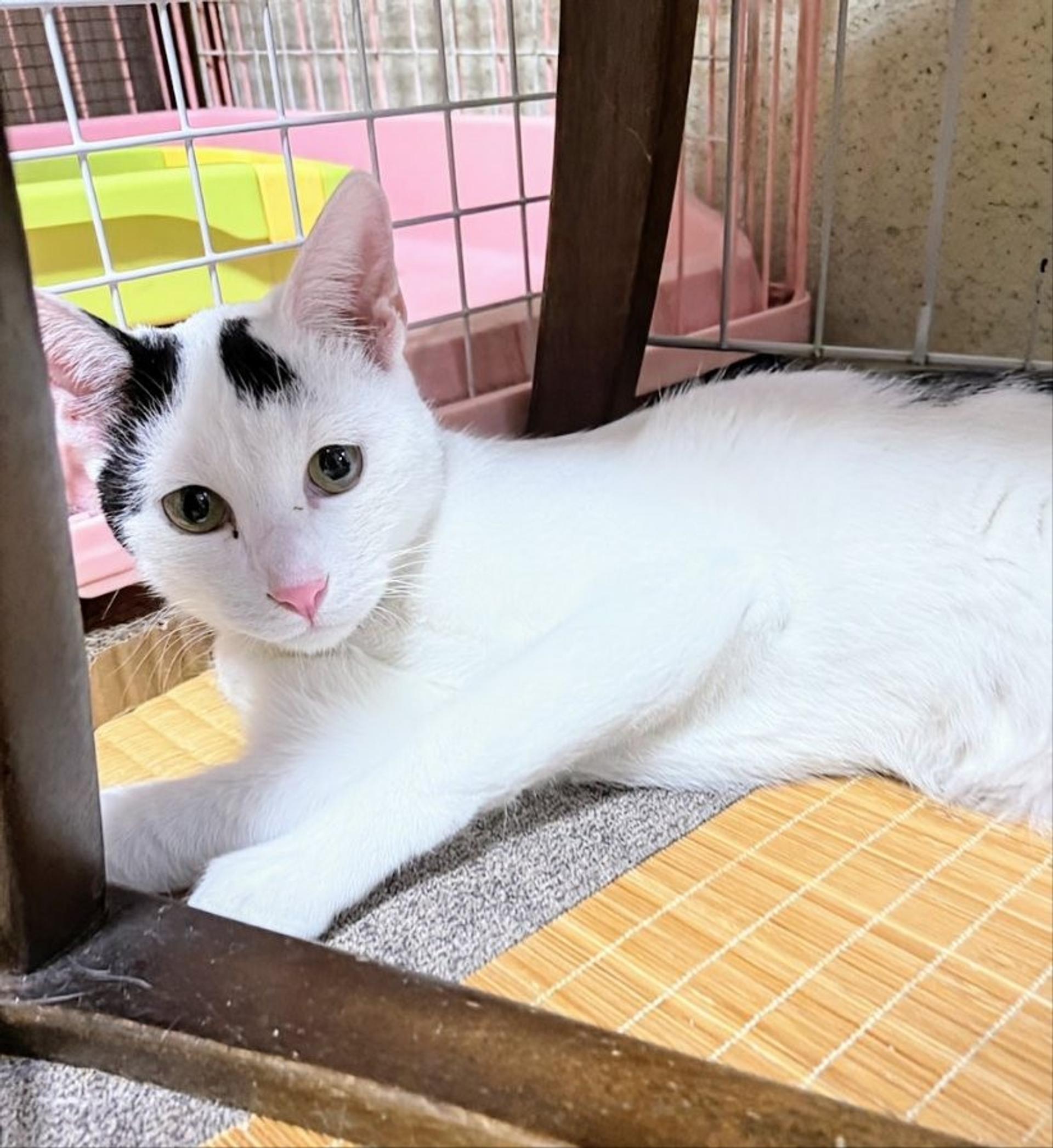 pet-image-3