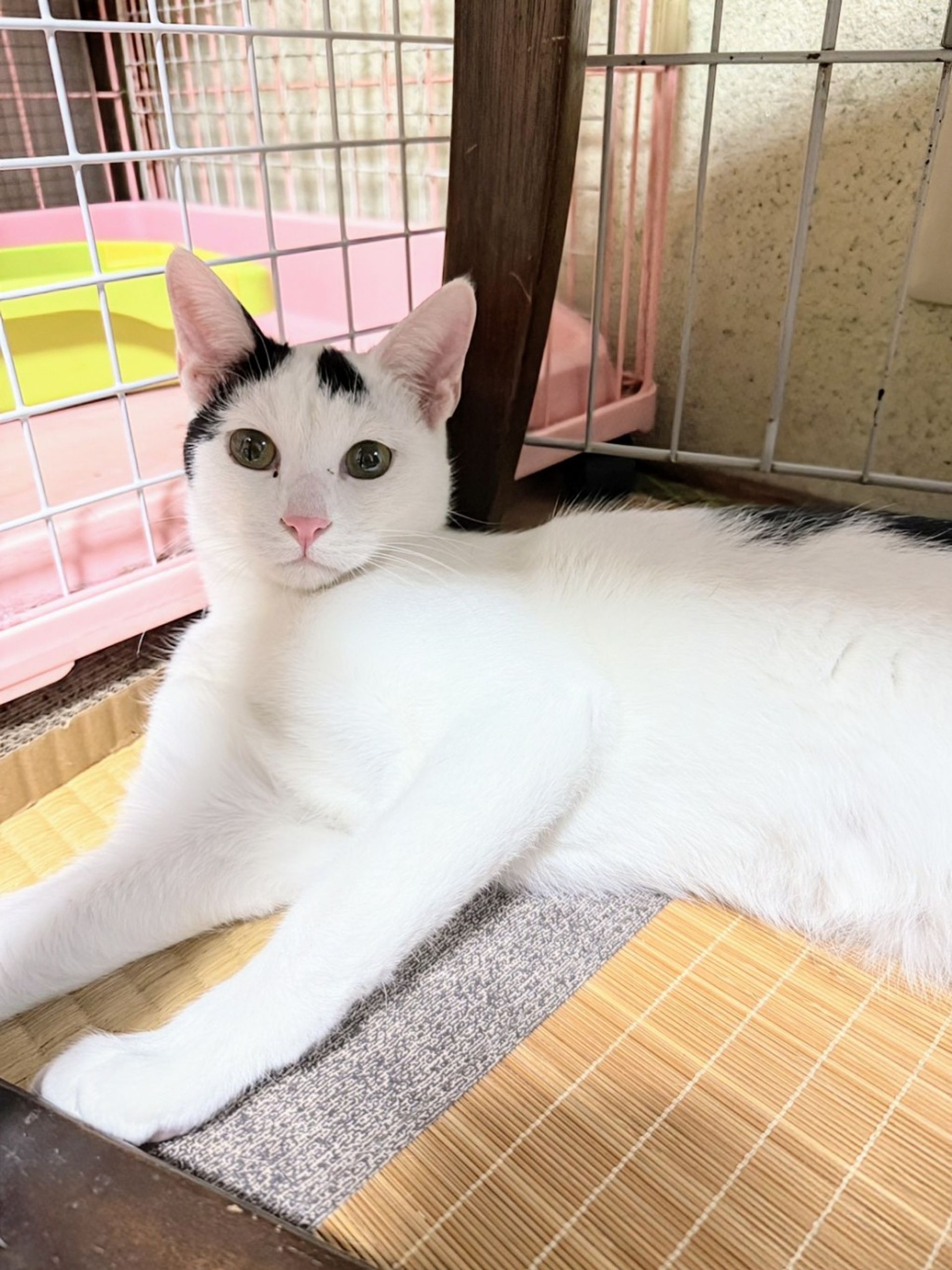 雑種（ミックス猫）・オスの里親募集の写真