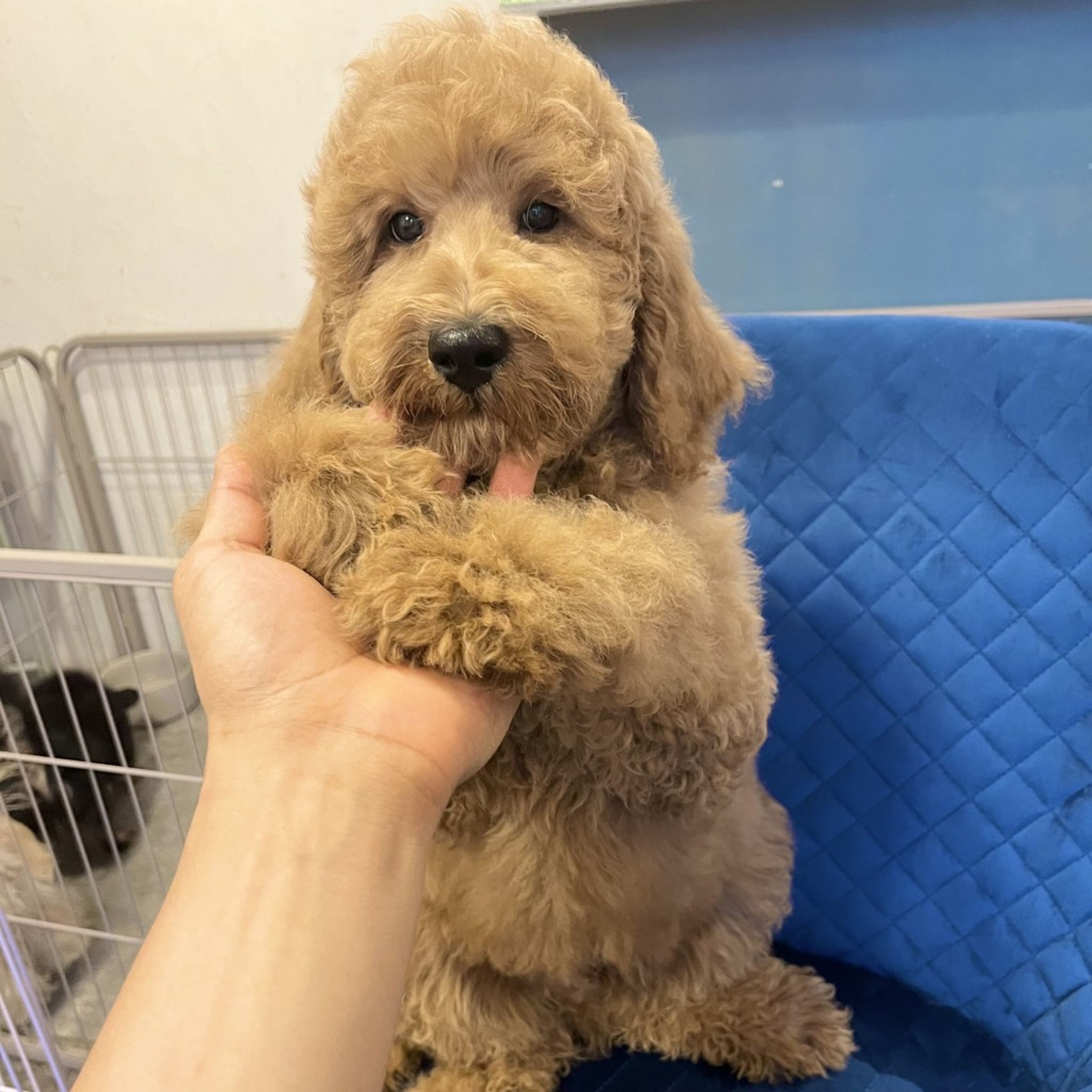 pet-image-8